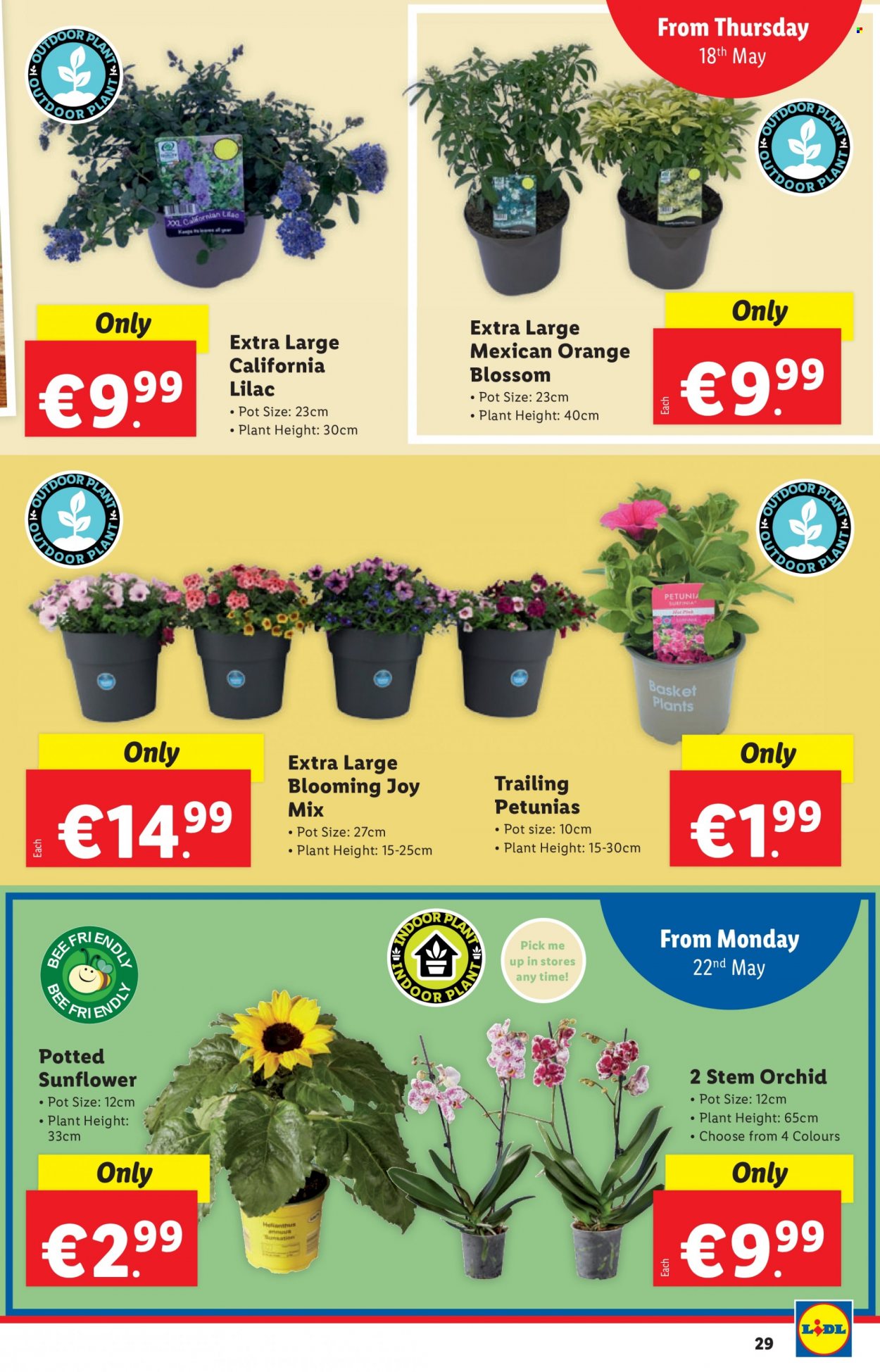 Lidl offer - 18.05.2023 - 24.05.2023. Page 29