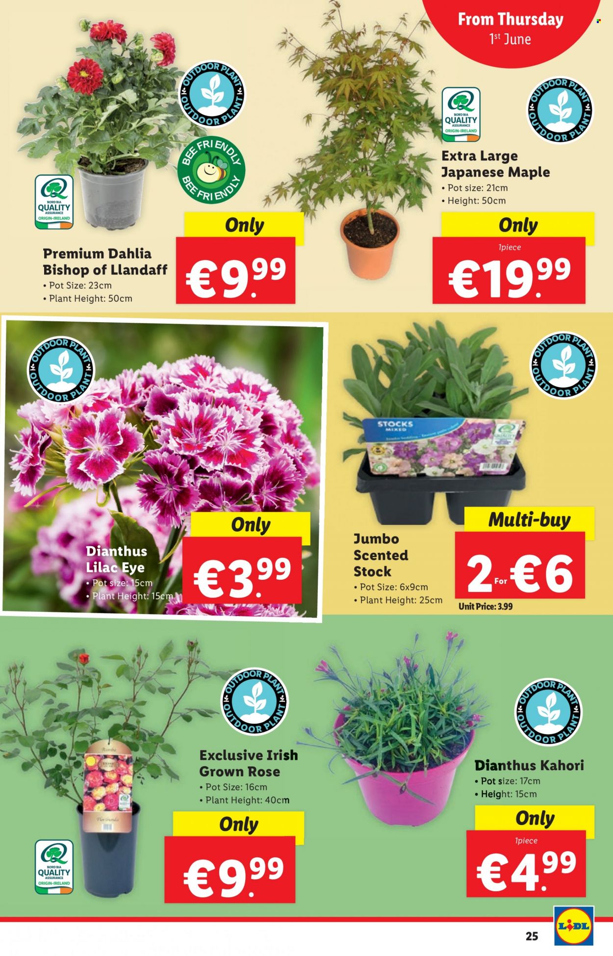 Lidl offer - 01.06.2023 - 07.06.2023. Page 25