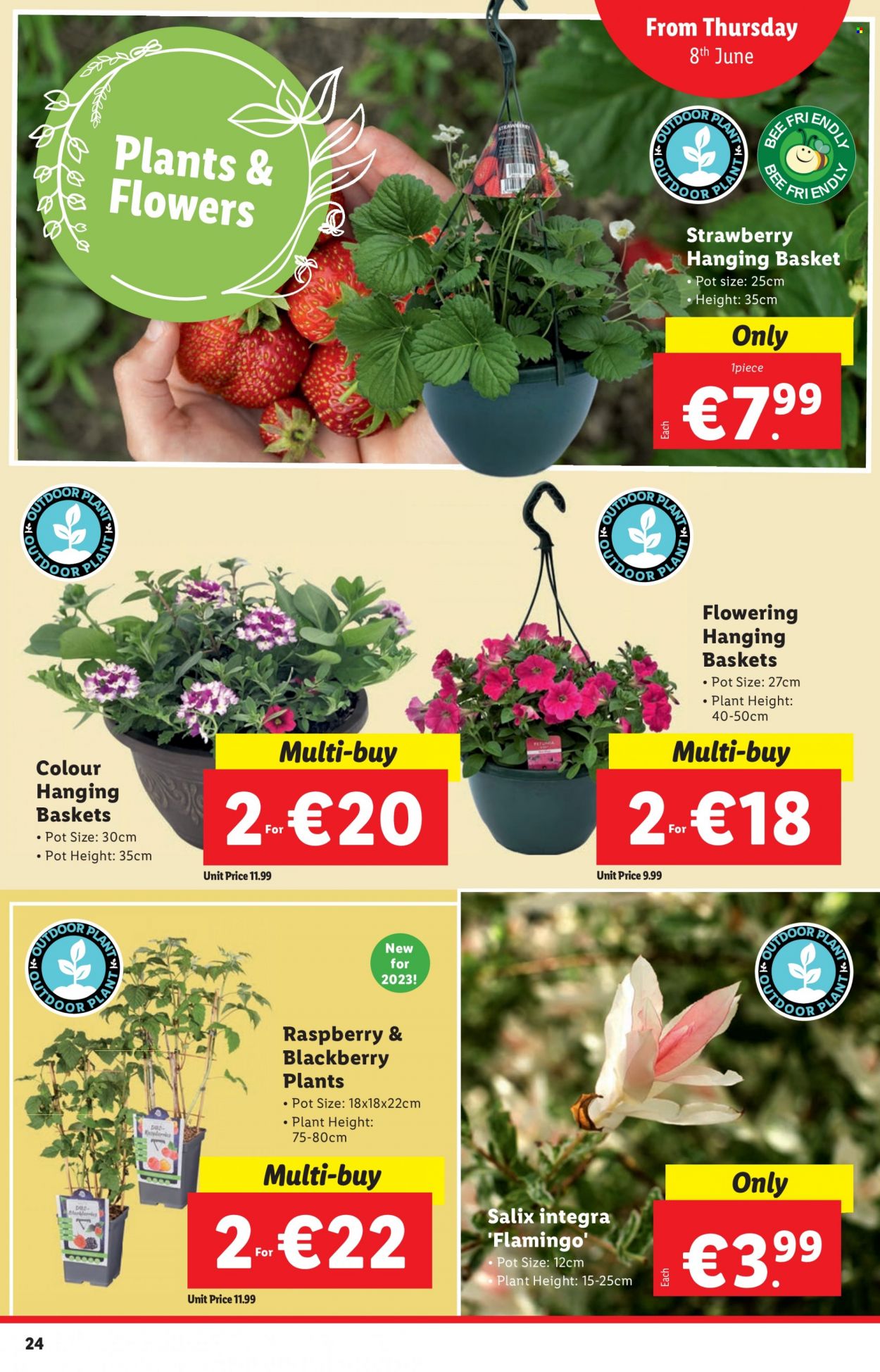thumbnail - Lidl offer  - 08.06.2023 - 14.06.2023 - Sales products - hanging basket, basket, pot, flowers. Page 24.