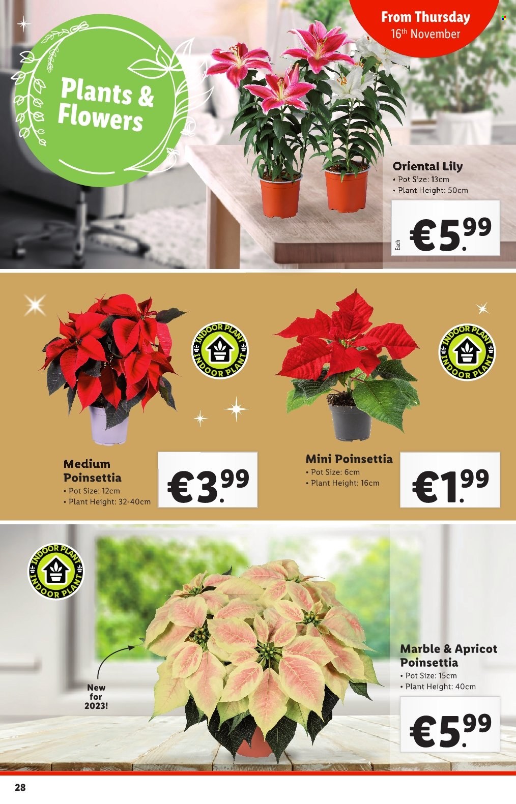 Lidl offer - 16.11.2023 - 22.11.2023. Page 28