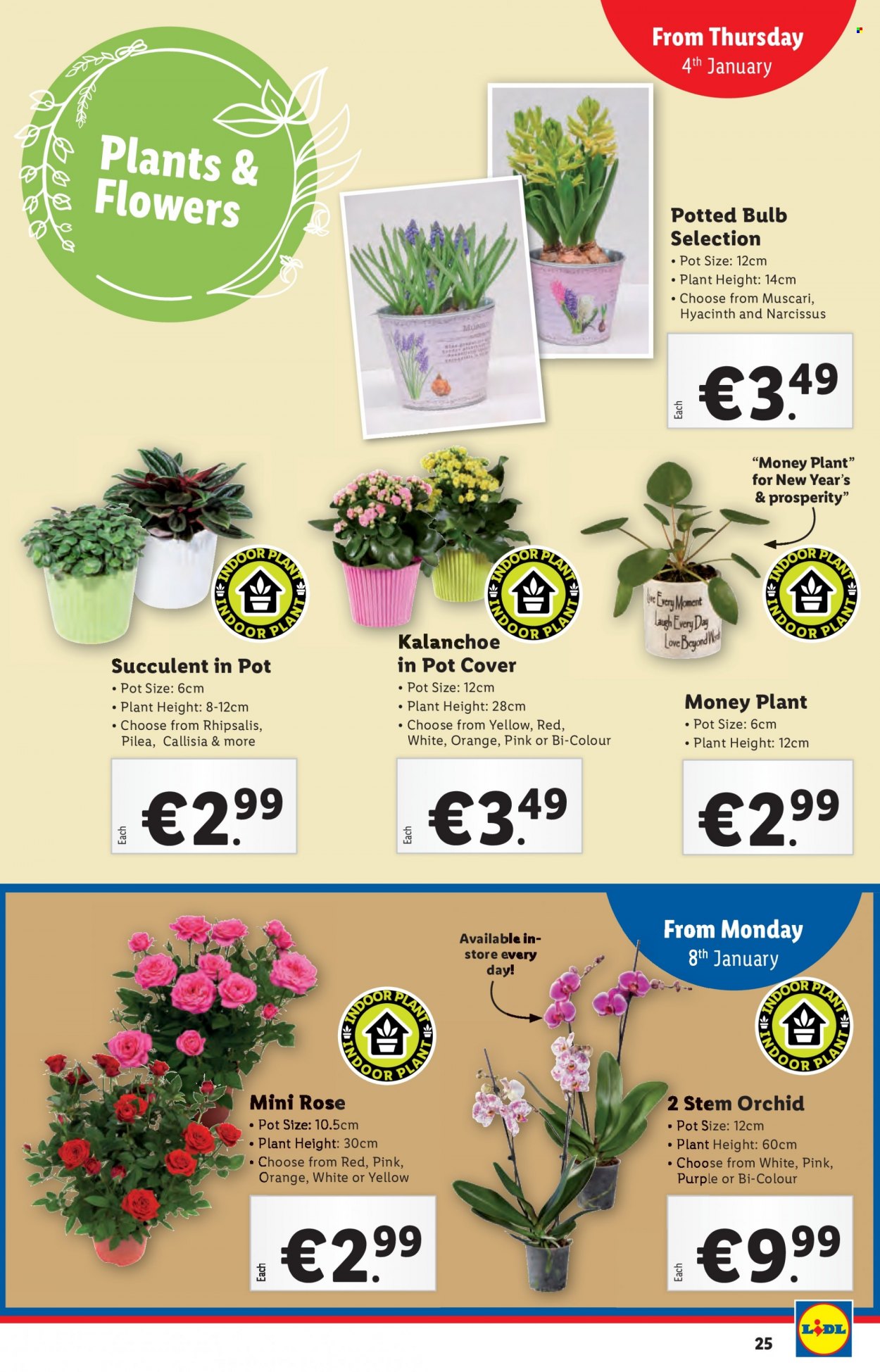 Lidl offer - 04.01.2024 - 10.01.2024. Page 25