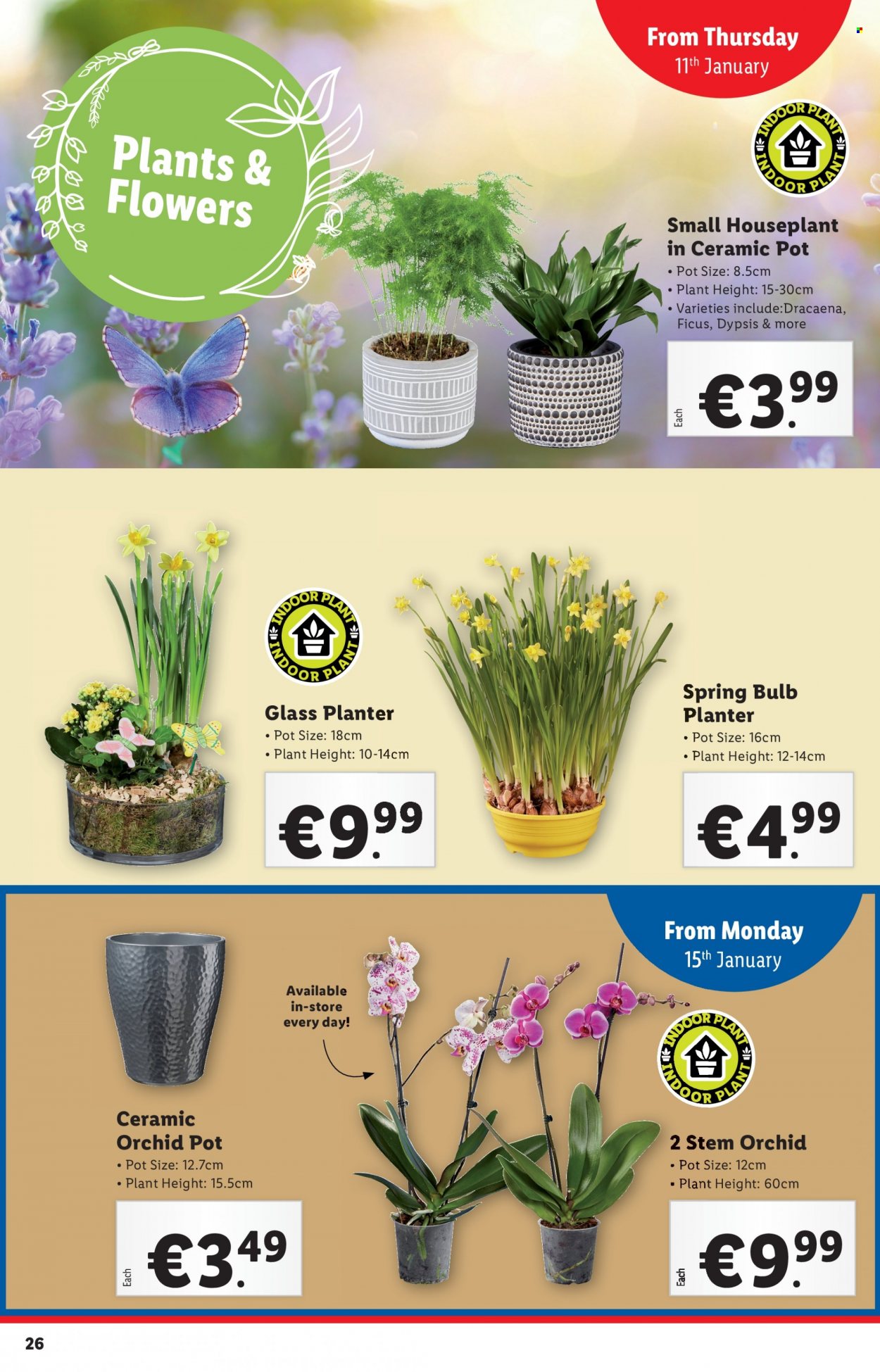 Lidl offer - 11.01.2024 - 17.01.2024. Page 26