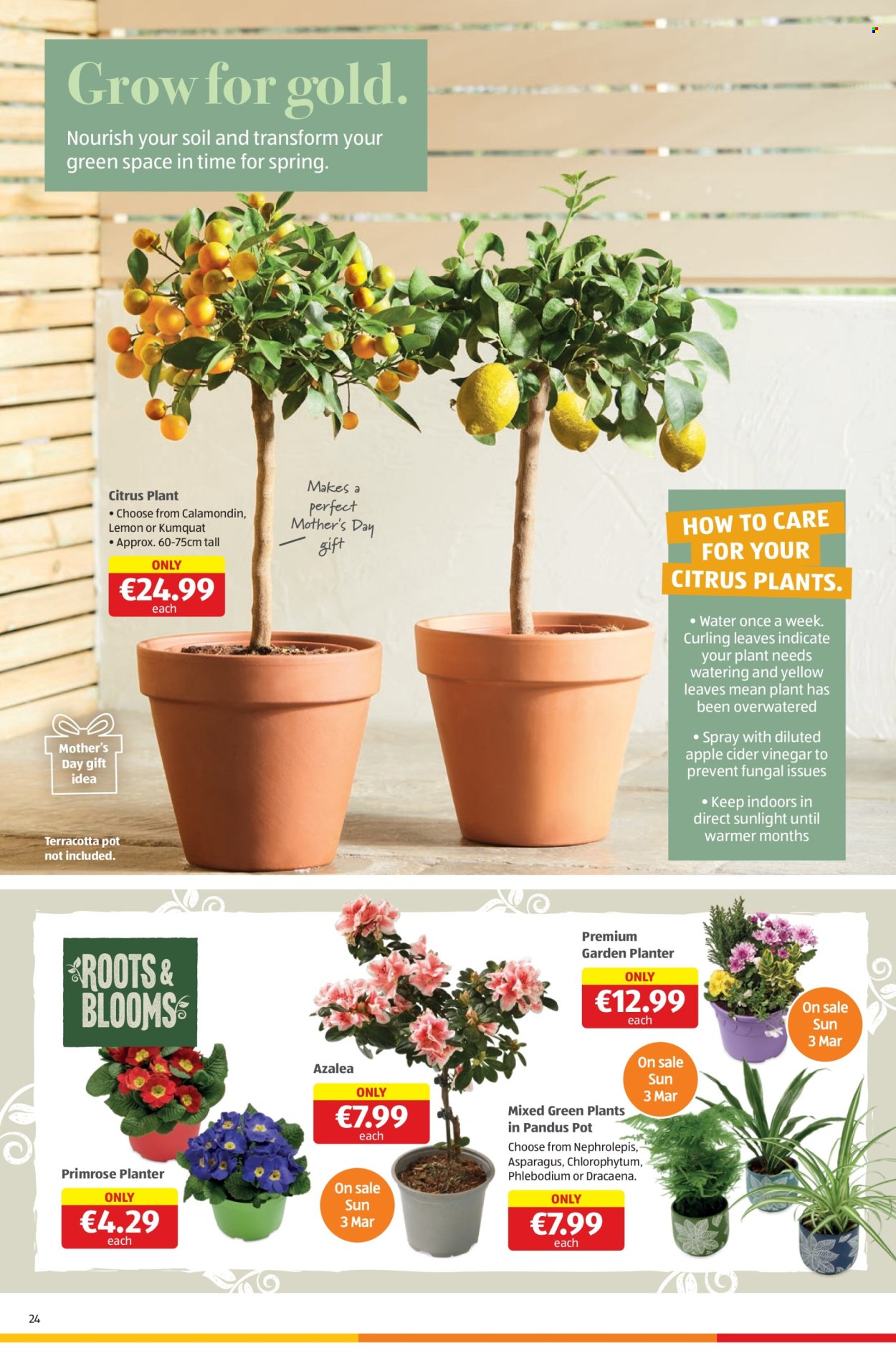 Aldi offer - 29.02.2024 - 06.03.2024. Page 24