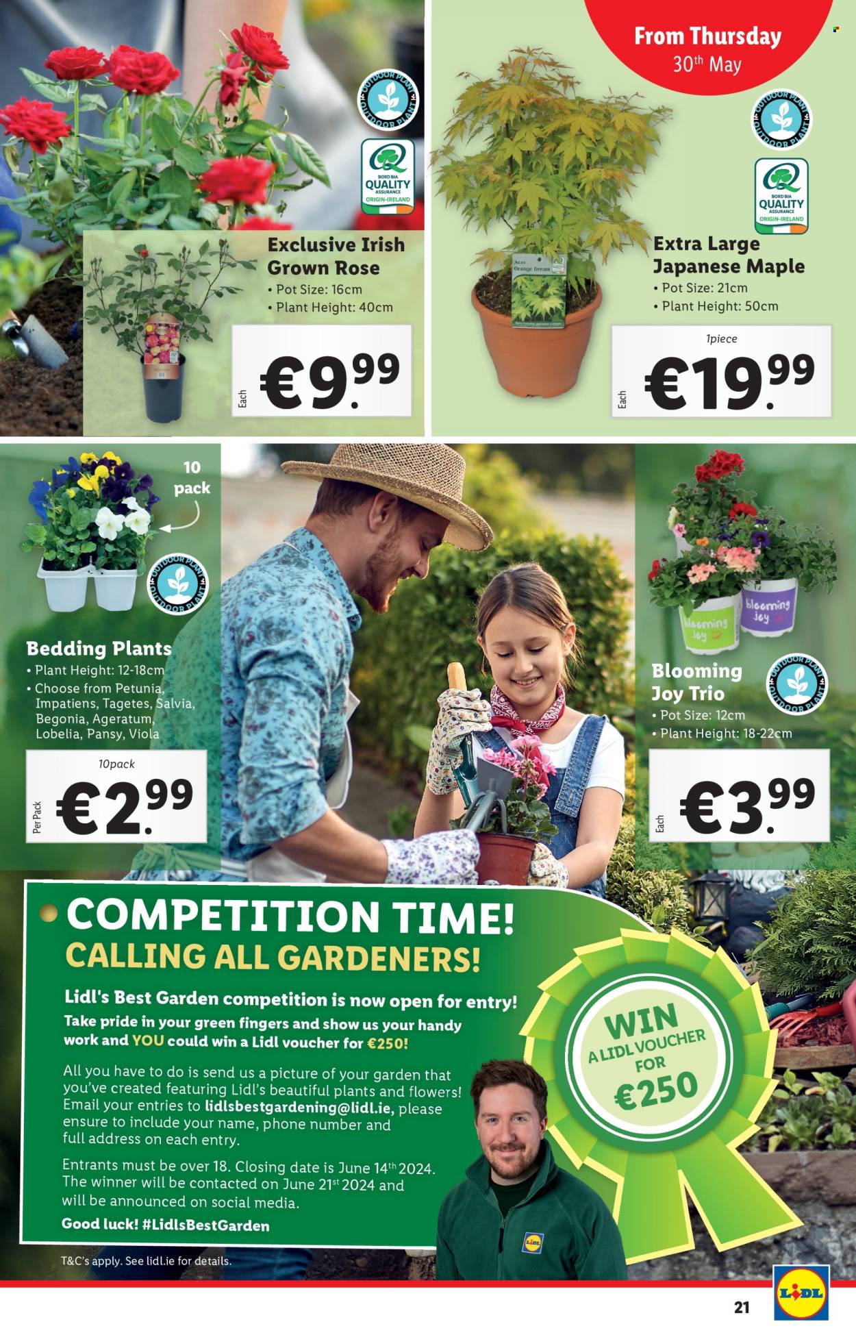 Lidl offer - 30.05.2024 - 05.06.2024. Page 21