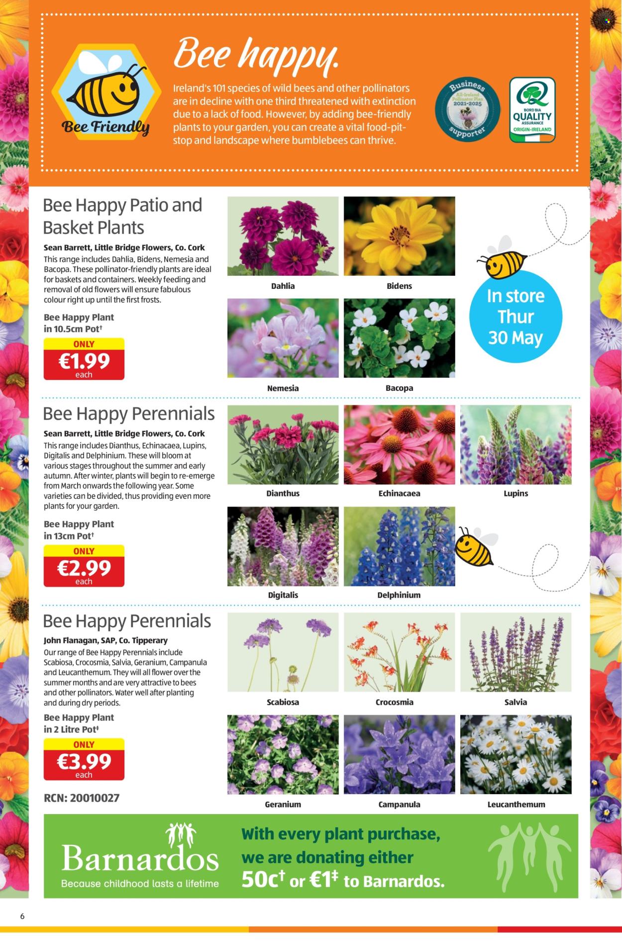 Aldi offer - 30.05.2024 - 05.06.2024. Page 6