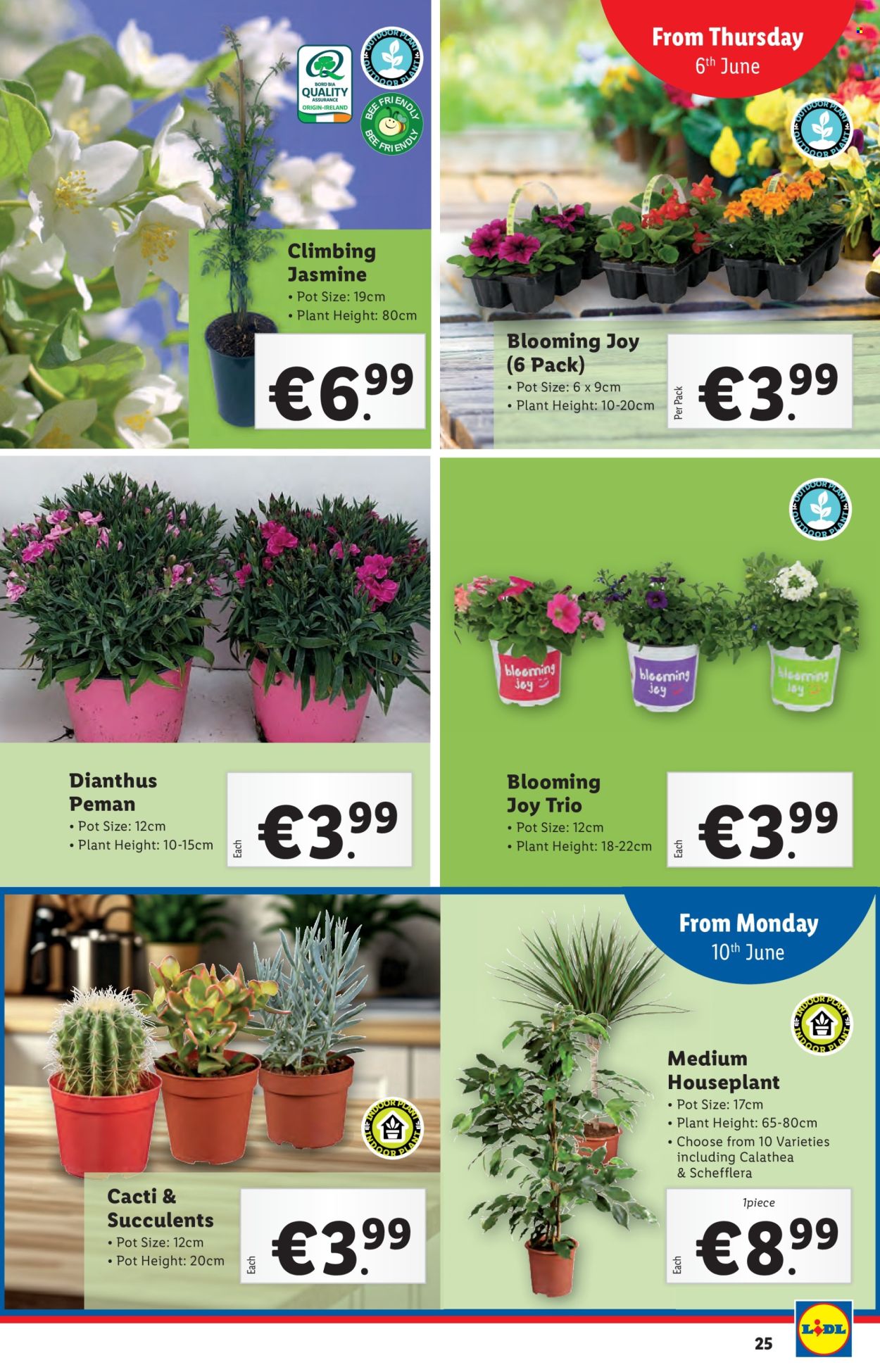 Lidl offer - 30.05.2024 - 12.06.2024. Page 25
