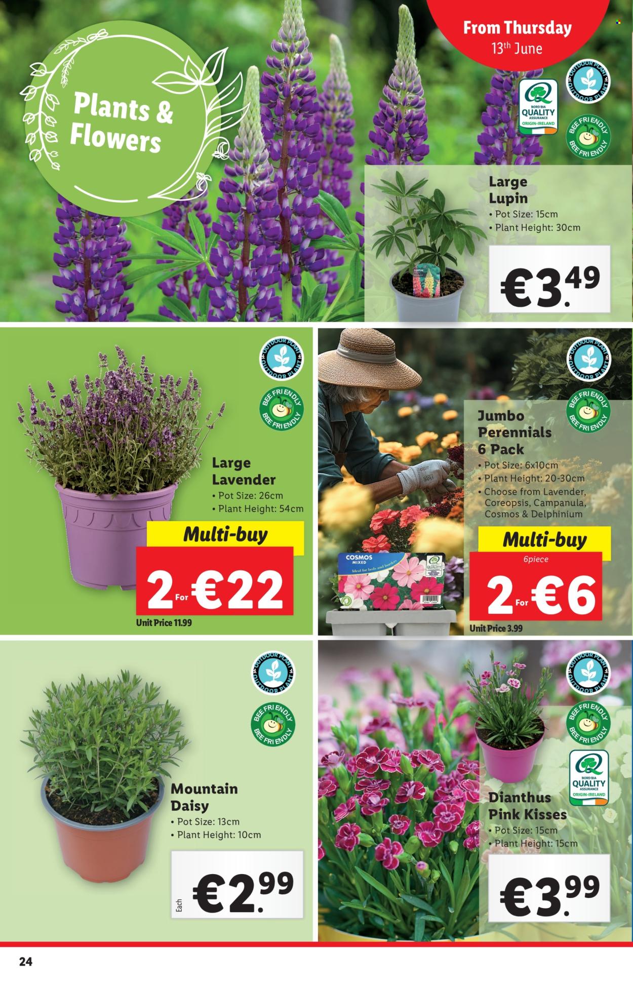 Lidl offer - 13.06.2024 - 19.06.2024. Page 24