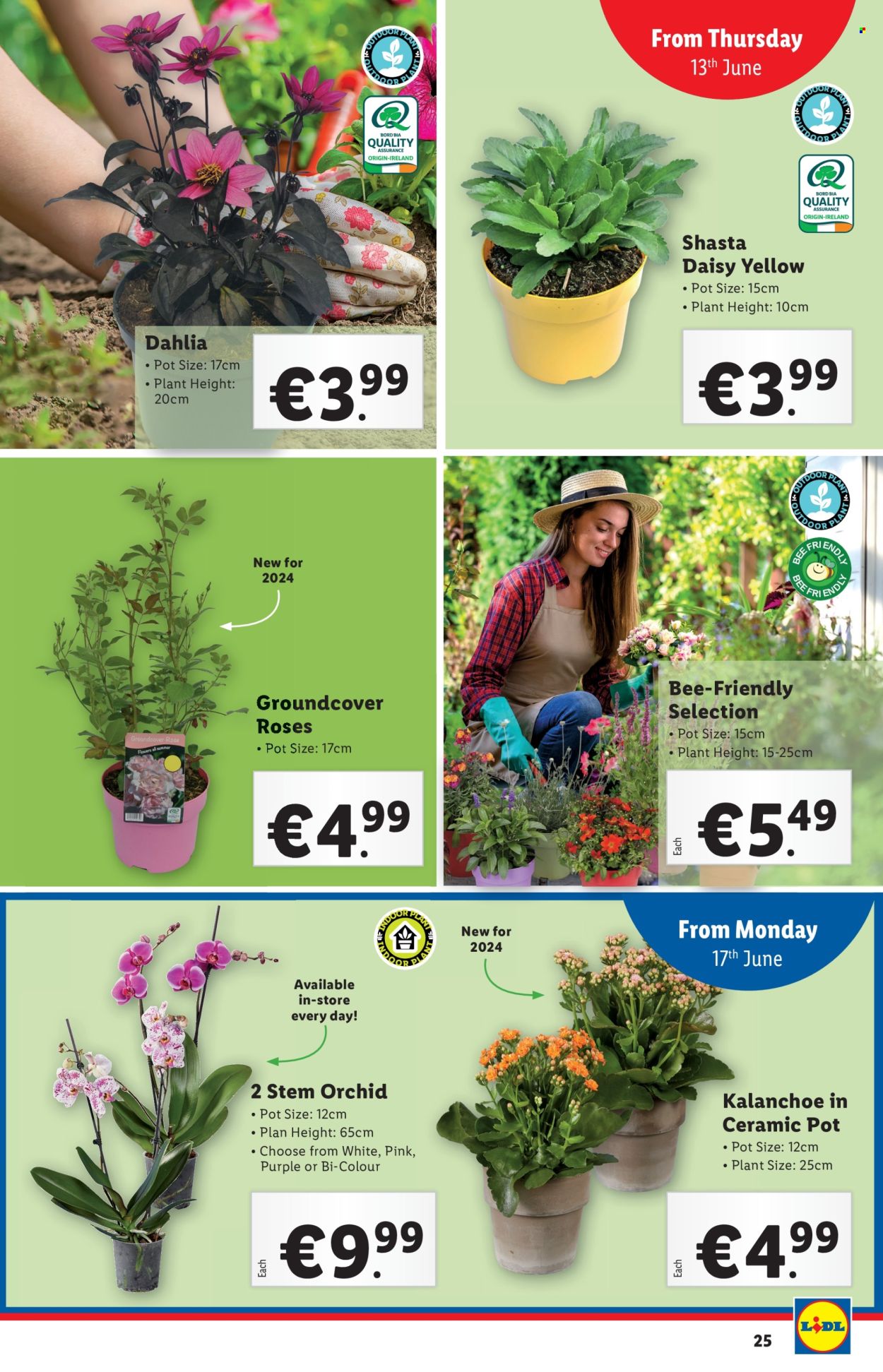 Lidl offer - 13.06.2024 - 19.06.2024. Page 25