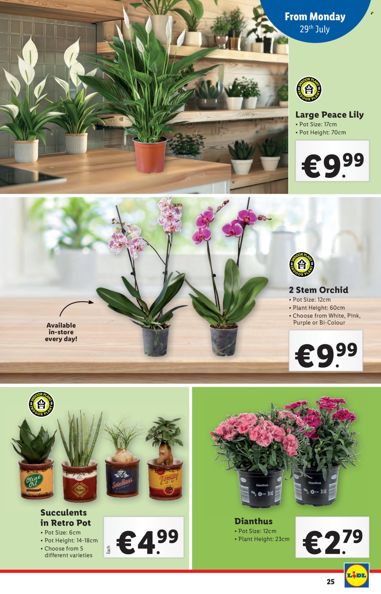 Lidl offer - 25.07.2024 - 31.07.2024. Page 25