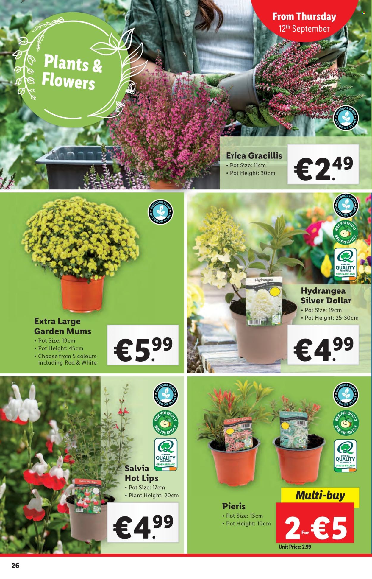 Lidl offer - 12.09.2024 - 18.09.2024. Page 26