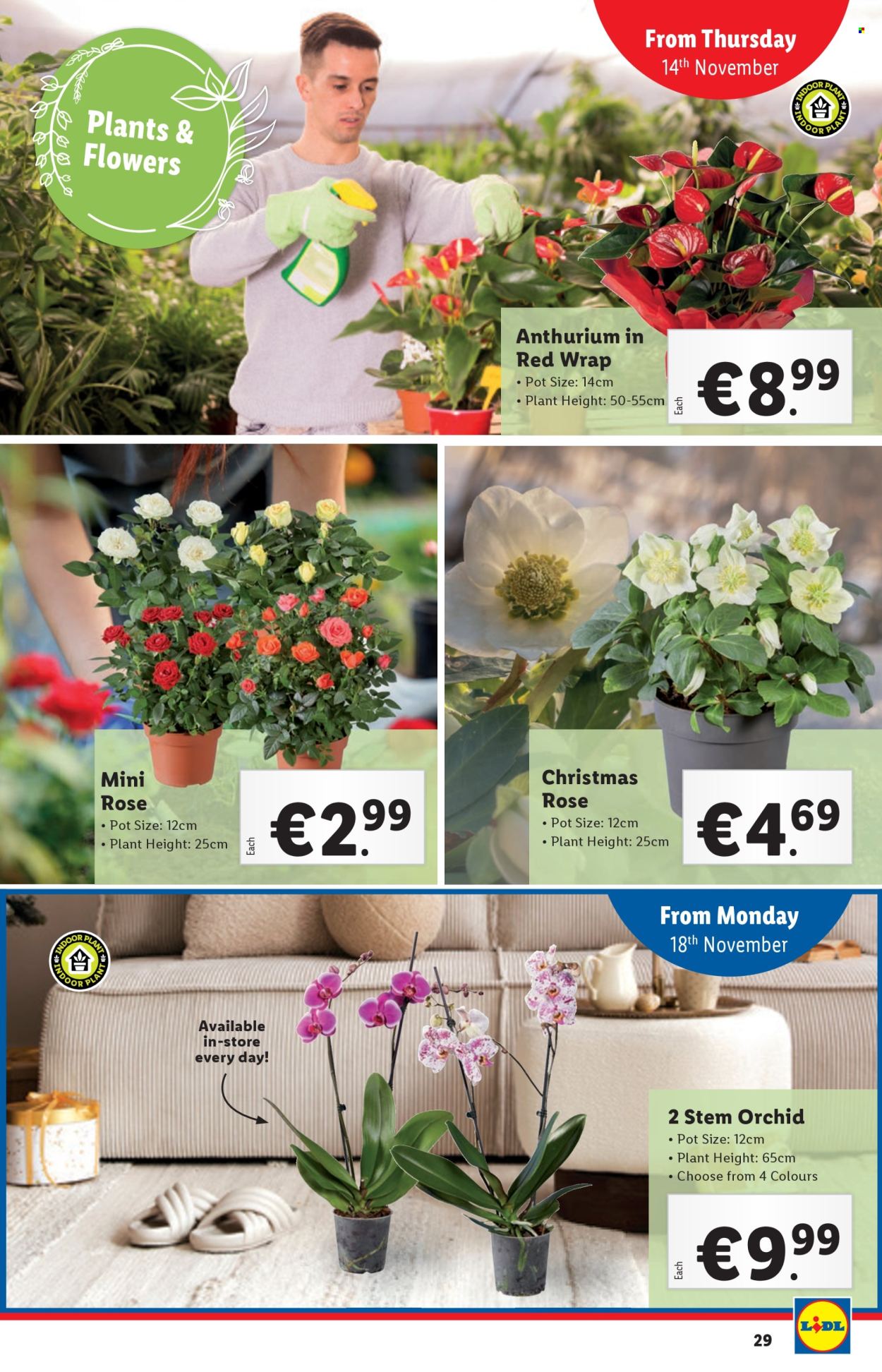 Lidl offer - 14.11.2024 - 20.11.2024. Page 29