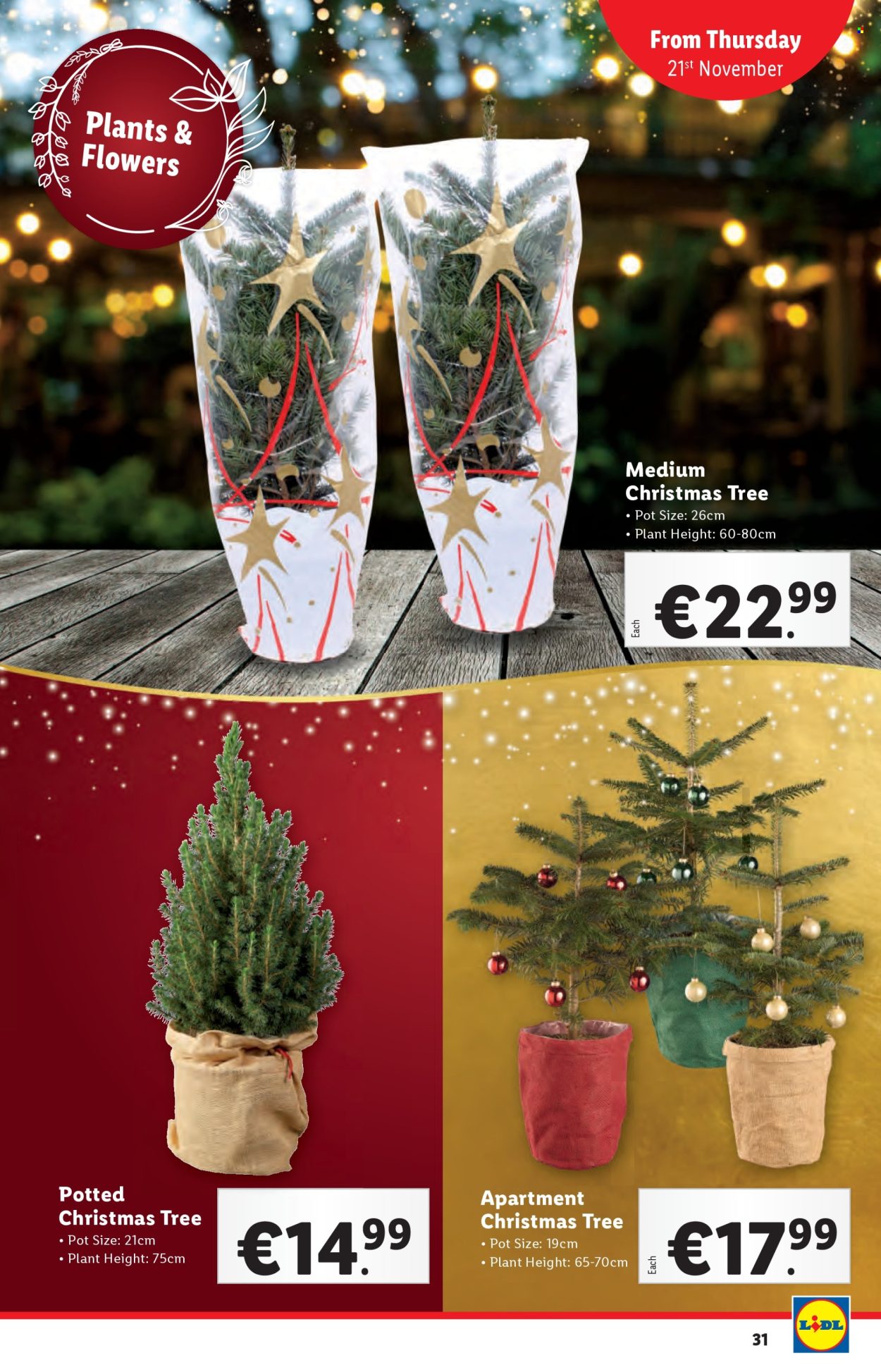 Lidl offer - 21.11.2024 - 27.11.2024. Page 31