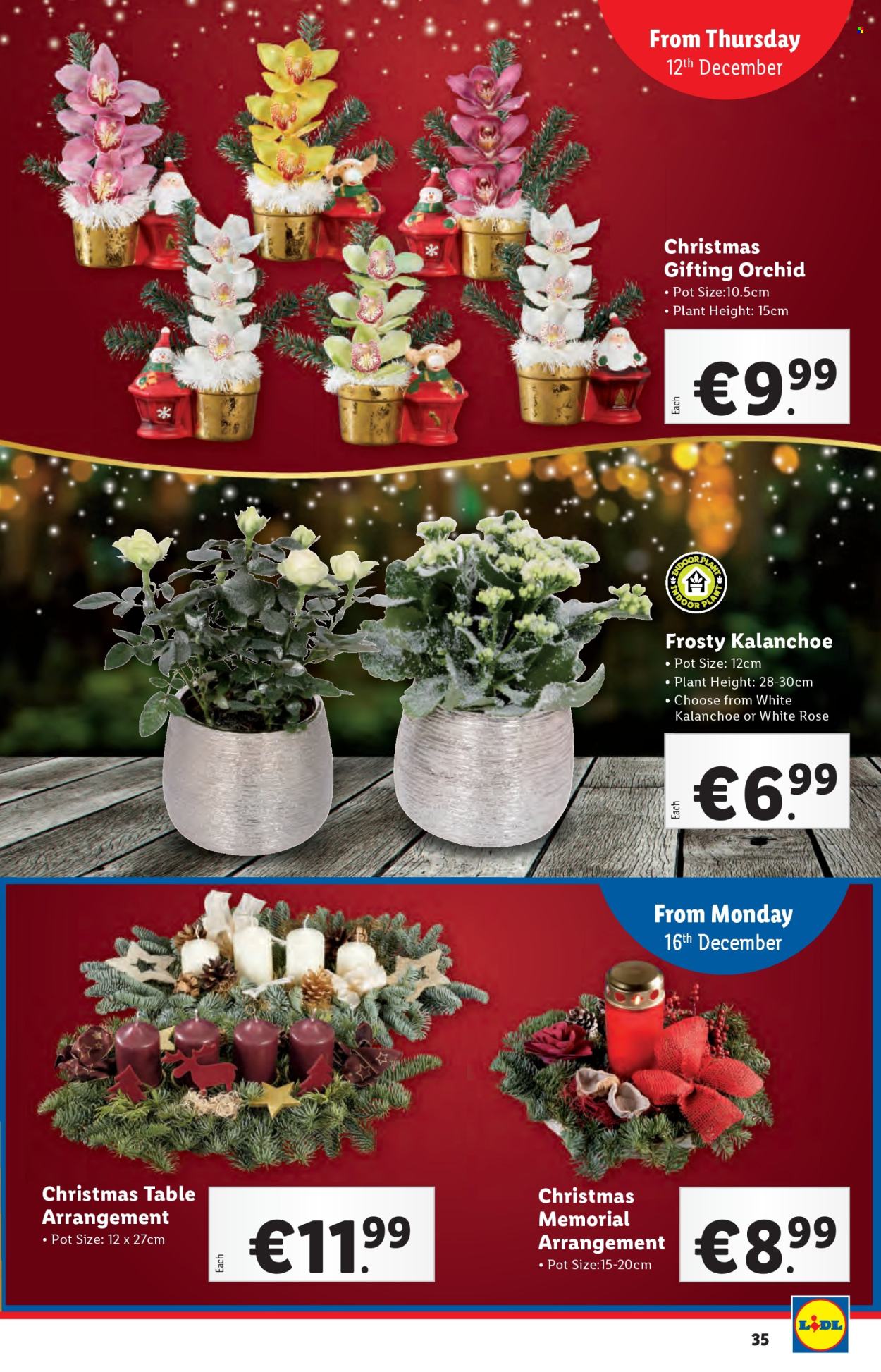 Lidl offer - 12.12.2024 - 18.12.2024. Page 35