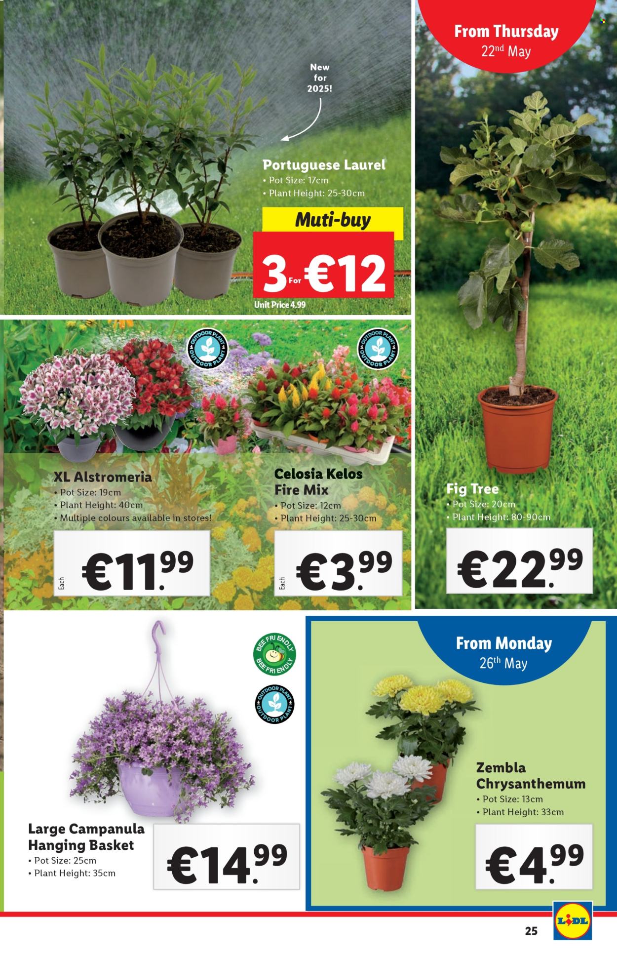 Lidl offer - 22.05.2025 - 28.05.2025. Page 25
