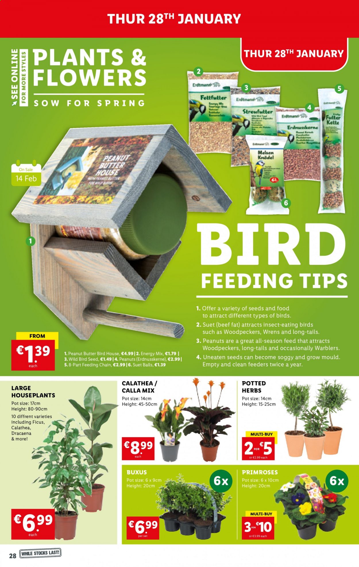 thumbnail - Lidl offer  - 28.01.2021 - 03.02.2021 - Sales products - suet, herbs, peanut butter, pot, birdhouse, bird food, plant seeds, primroses. Page 28.