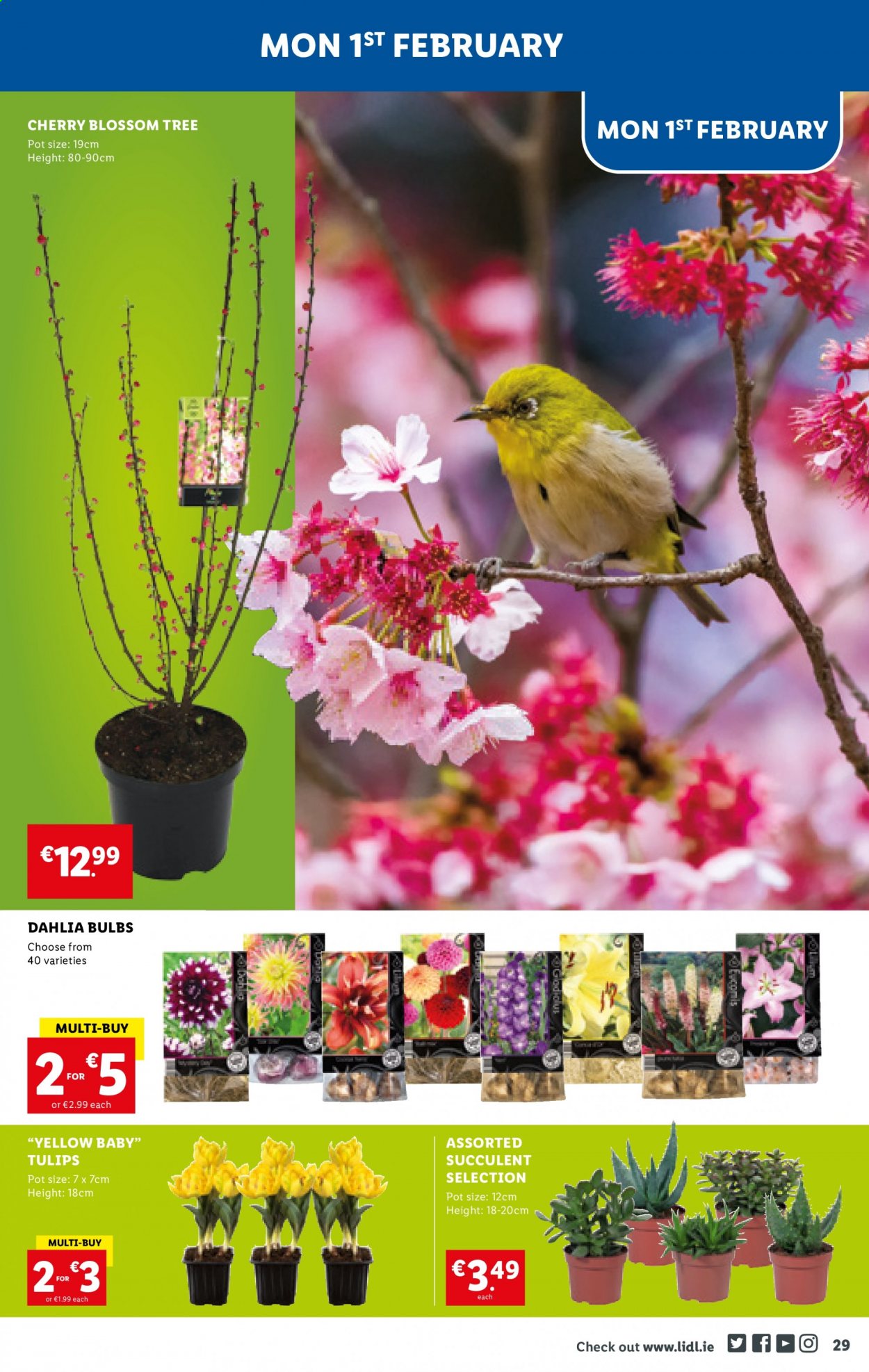 Lidl offer - 28.01.2021 - 03.02.2021. Page 29