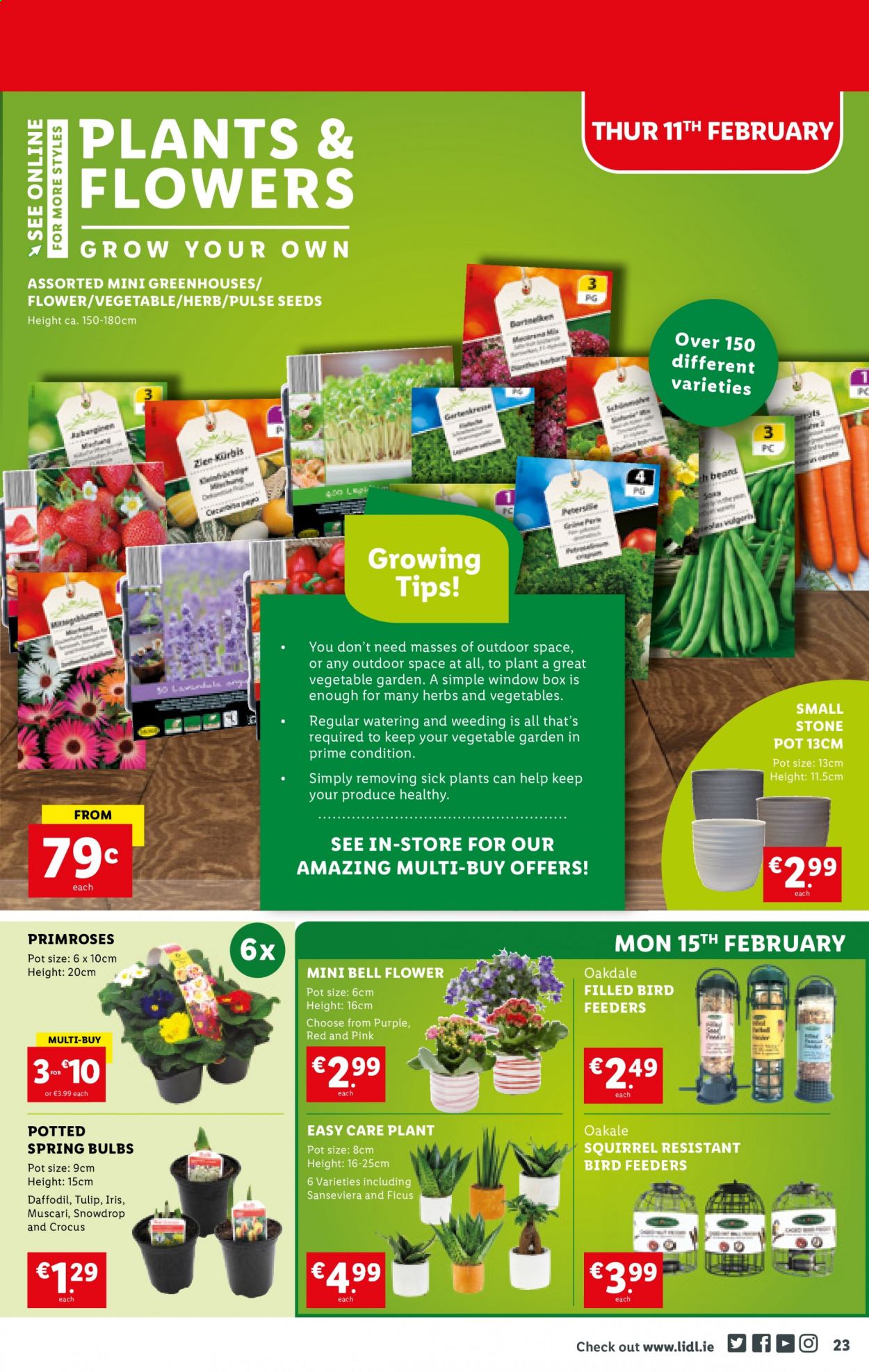 thumbnail - Lidl offer  - 11.02.2021 - 17.02.2021 - Sales products - beans, herbs, pot, bird feeder, primroses, bell flower, daffodil. Page 23.