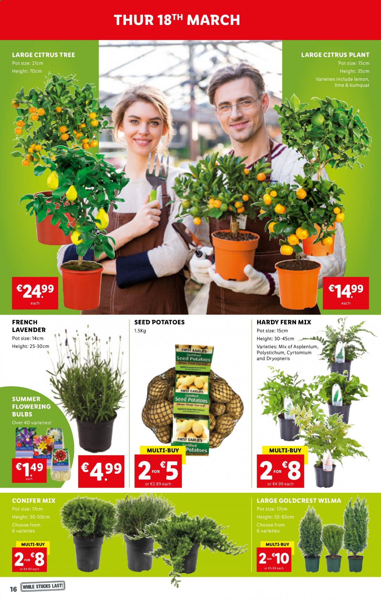 thumbnail - Lidl offer  - 18.03.2021 - 24.03.2021 - Sales products - potatoes, pot, bulb, plant seeds, plant pot. Page 16.