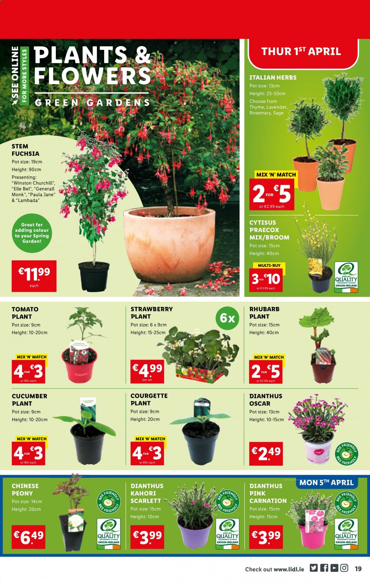 thumbnail - Lidl offer  - 01.04.2021 - 07.04.2021 - Sales products - cucumber, rhubarb, rosemary, herbs, broom, pot, plant pot. Page 19.