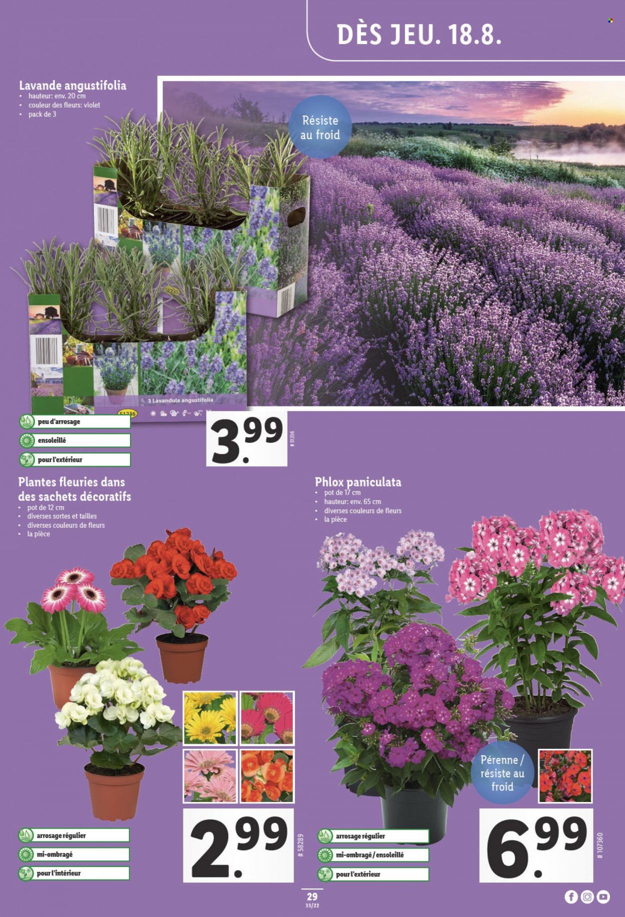 Volantino Lidl - 18.8.2022 - 24.8.2022. Pagina 29