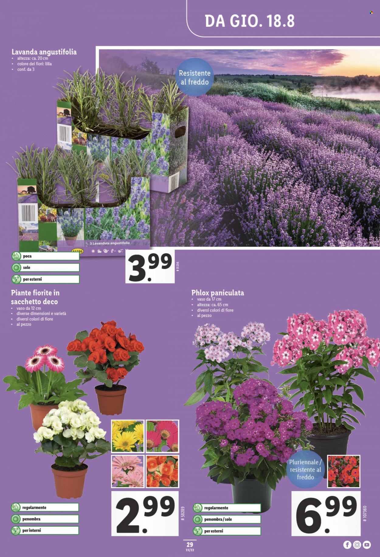 Prospekt Lidl - 18.8.2022 - 24.8.2022. Seite 29