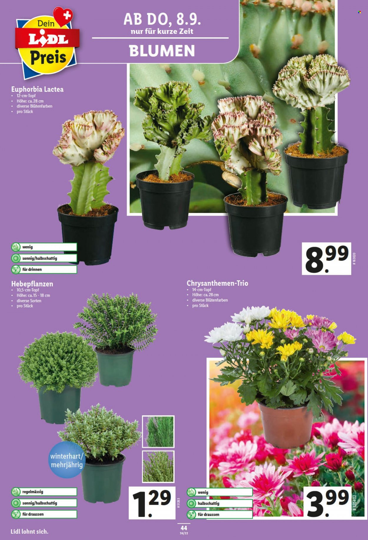 Volantino Lidl - 8.9.2022 - 14.9.2022. Pagina 44