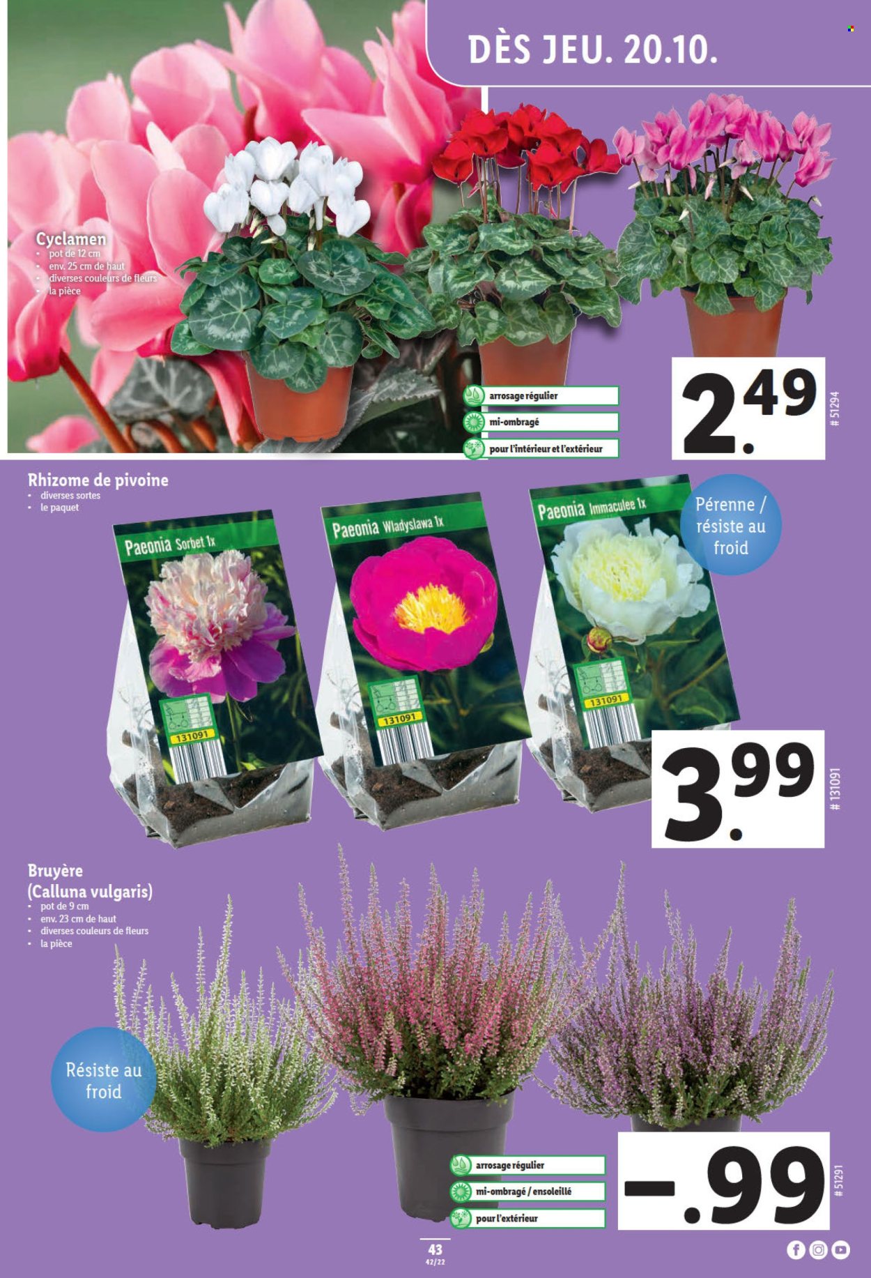 Prospekt Lidl - 20.10.2022 - 26.10.2022. Seite 43