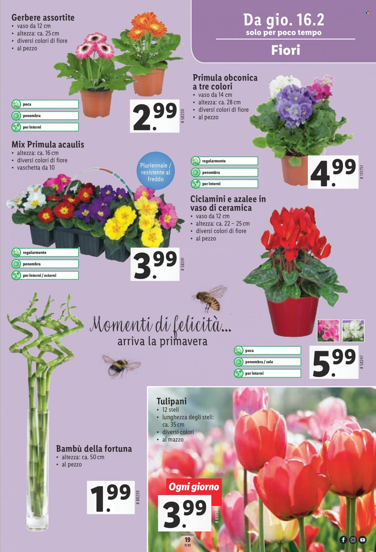 Catalogue Lidl - 16.2.2023 - 22.2.2023. Page 19