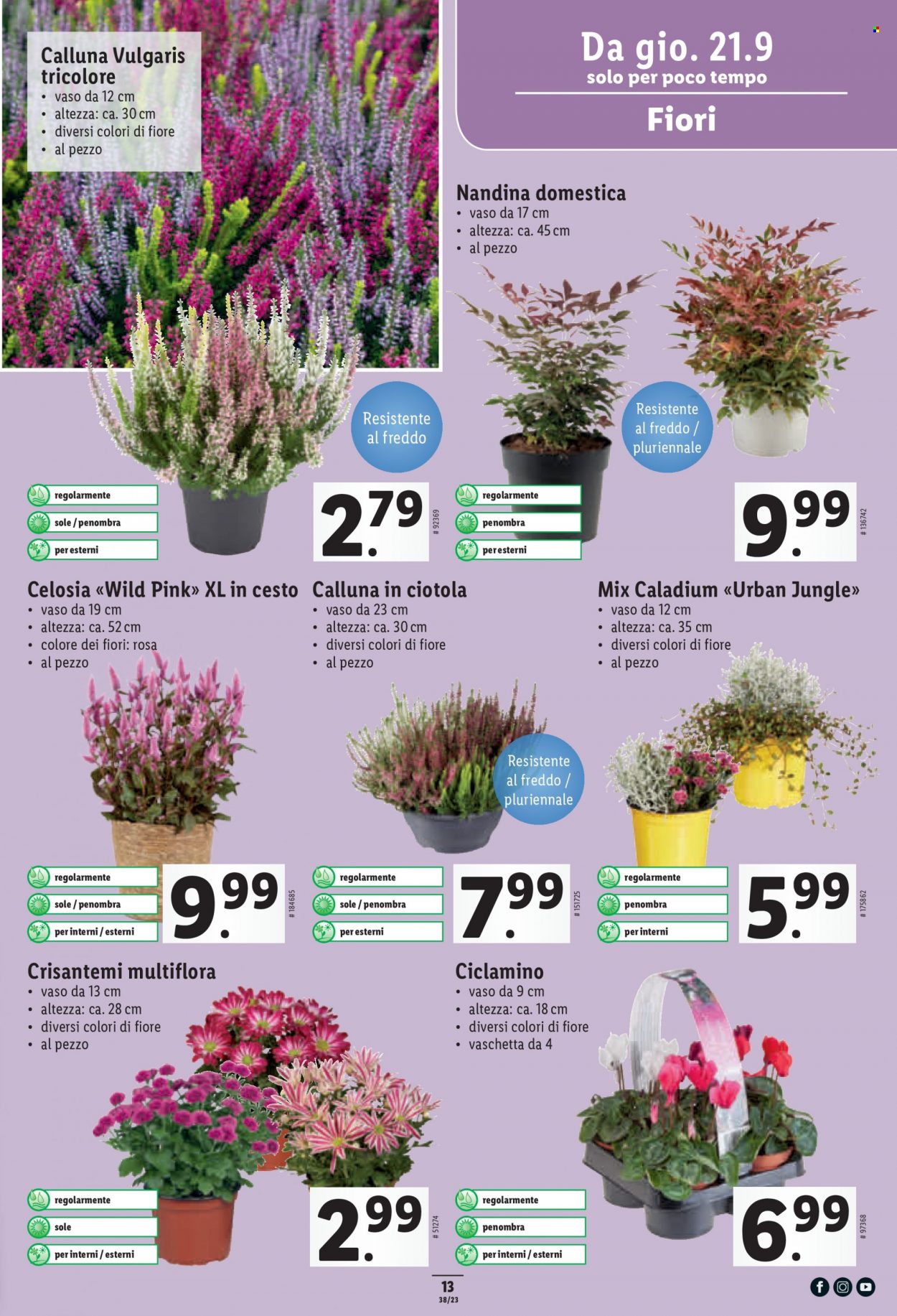 Catalogue Lidl - 21.9.2023 - 27.9.2023. Page 13
