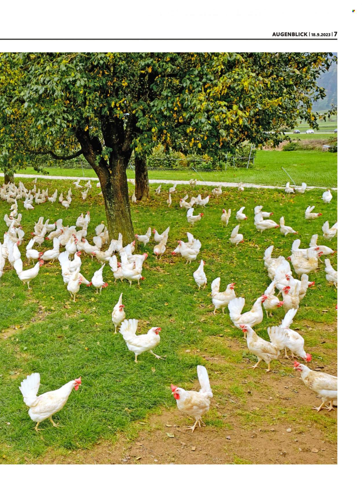 Volantino Migros - 18.9.2023 - 24.9.2023. Pagina 7