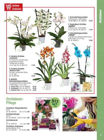 thumbnail - Cambria-Orchidee