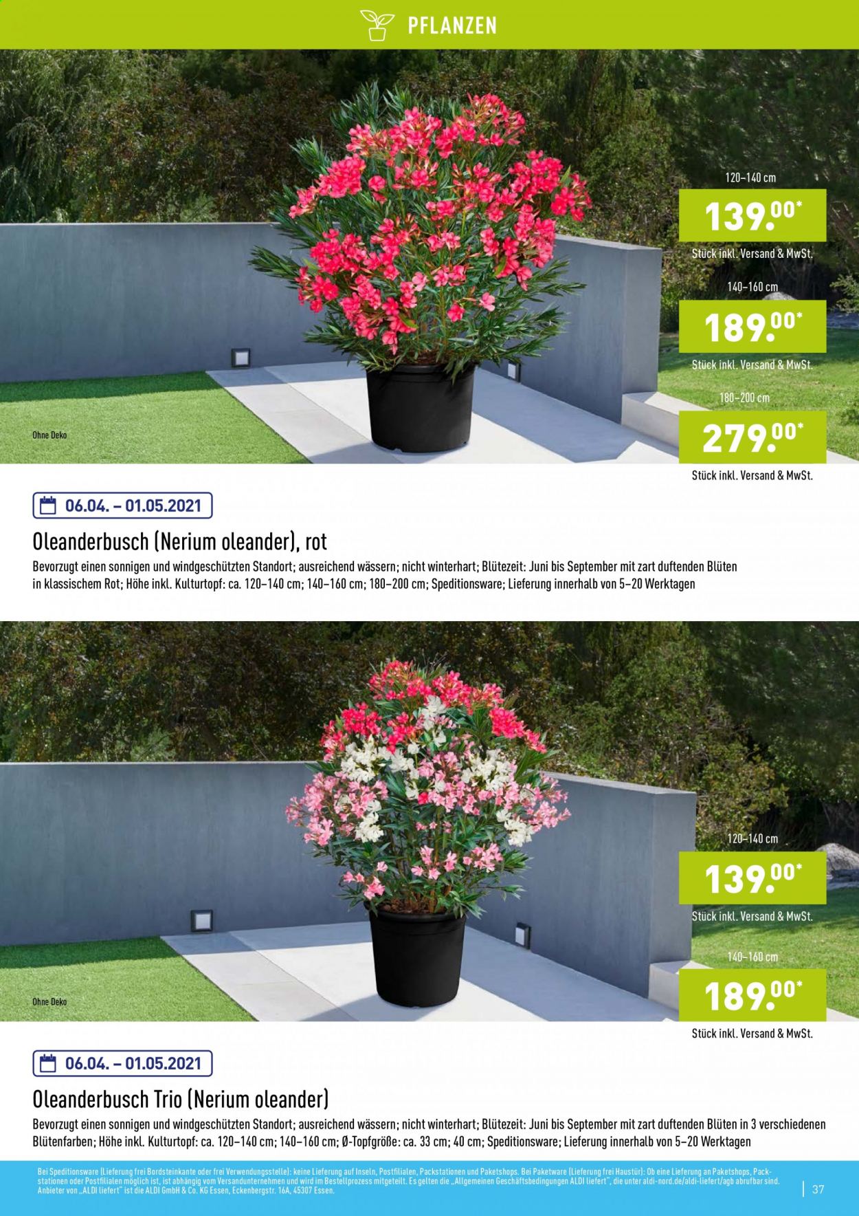 ALDI Nord Prospekte . Seite 37