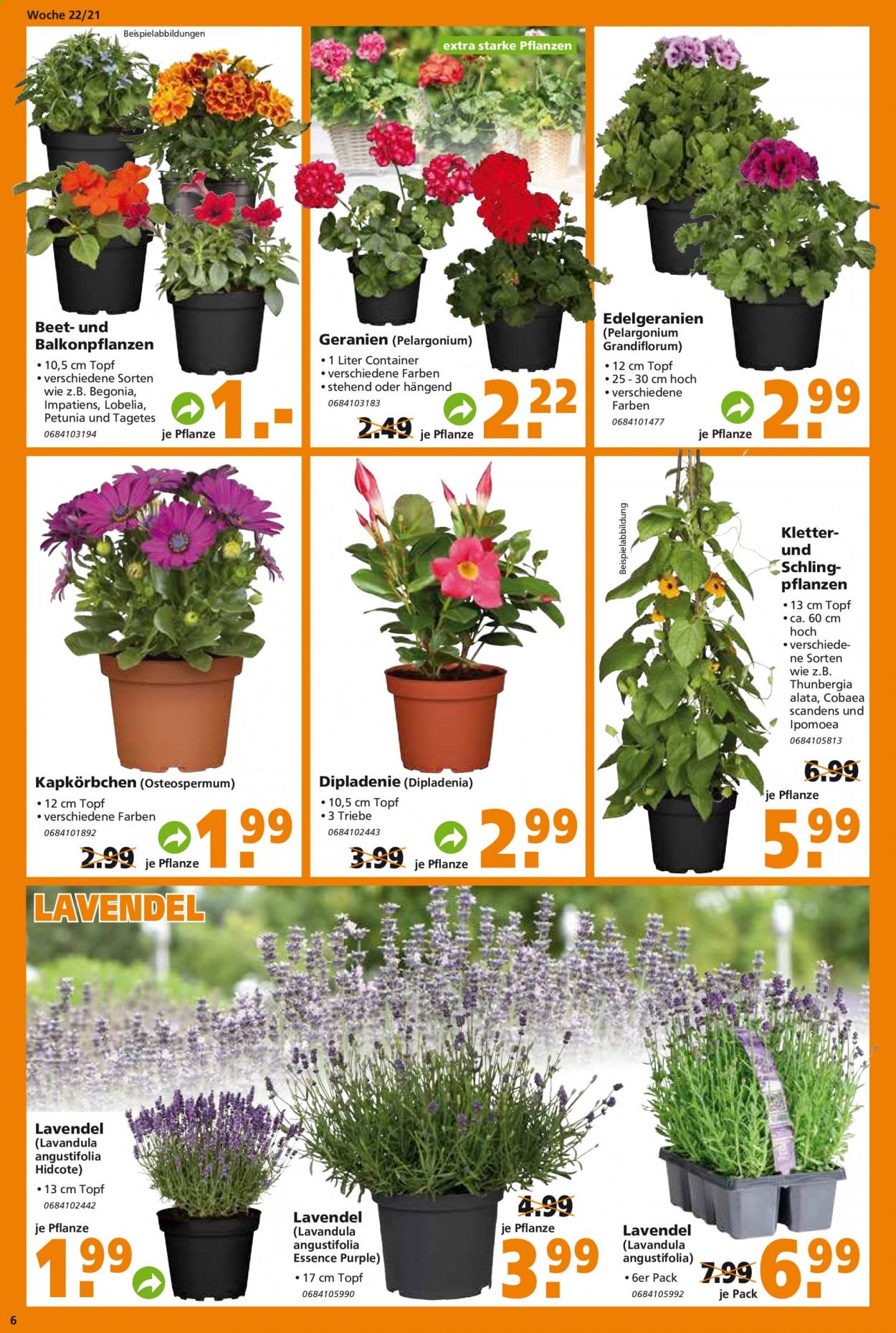 Globus Baumarkt Prospekte  - 1.06.2021 - 8.06.2021. Seite 6