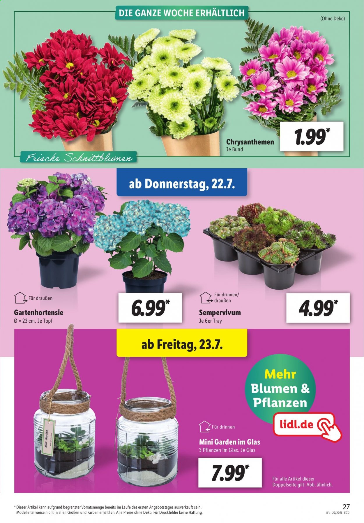 thumbnail - Prospekte Lidl - 19.07.2021 - 24.07.2021 - Produkte in Aktion - Chrysanthemen. Seite 27.