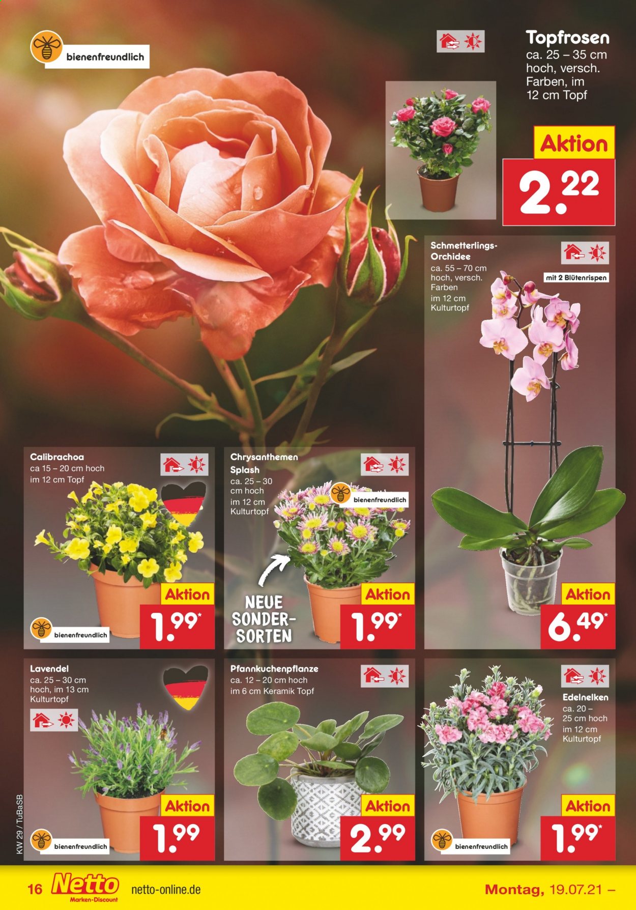 thumbnail - Prospekte Netto Marken-Discount - 19.07.2021 - 24.07.2021 - Produkte in Aktion - Chrysanthemen, Lavendel, Orchidee. Seite 16.