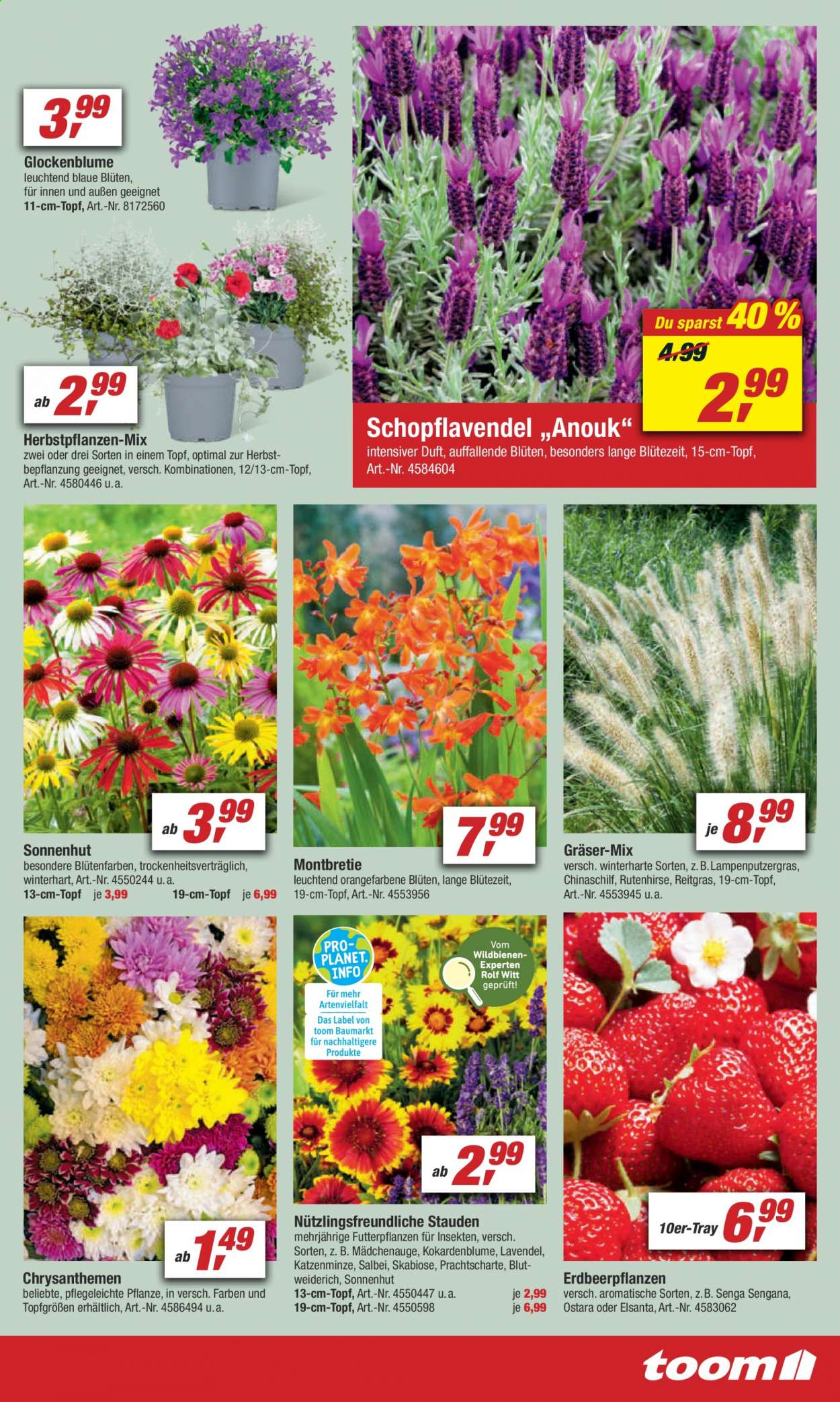 thumbnail - Prospekte toom Baumarkt - 31.07.2021 - 6.08.2021 - Produkte in Aktion - Chrysanthemen, Lavendel, Erdbeerpflanze, Stauden. Seite 3.