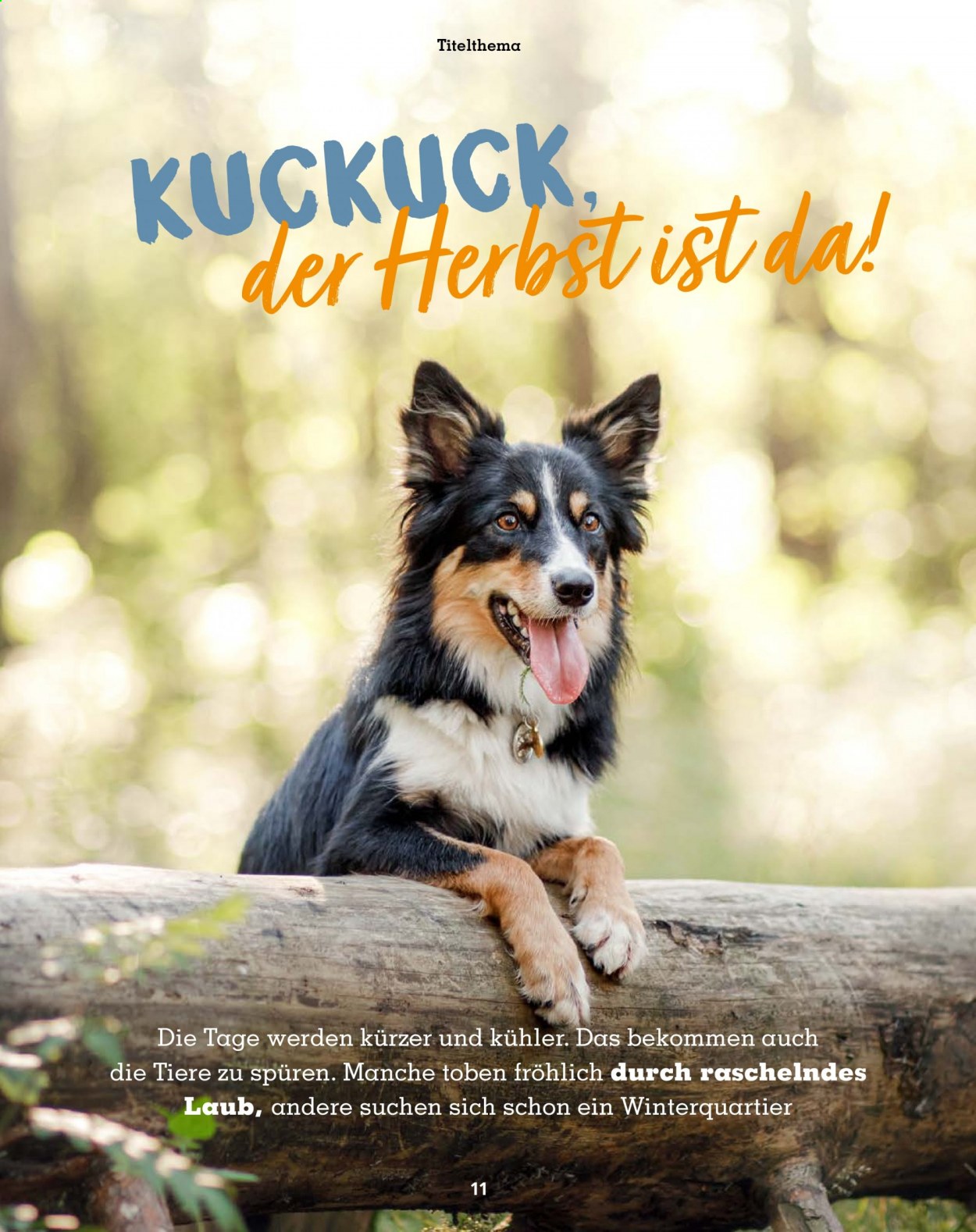 Fressnapf Prospekte  - 1.09.2021 - 31.10.2021. Seite 11
