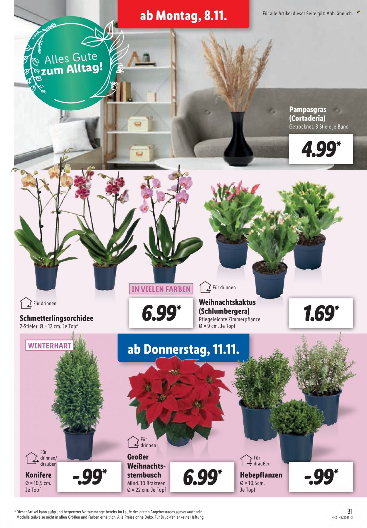 Lidl Prospekte  - 8.11.2021 - 13.11.2021. Seite 31