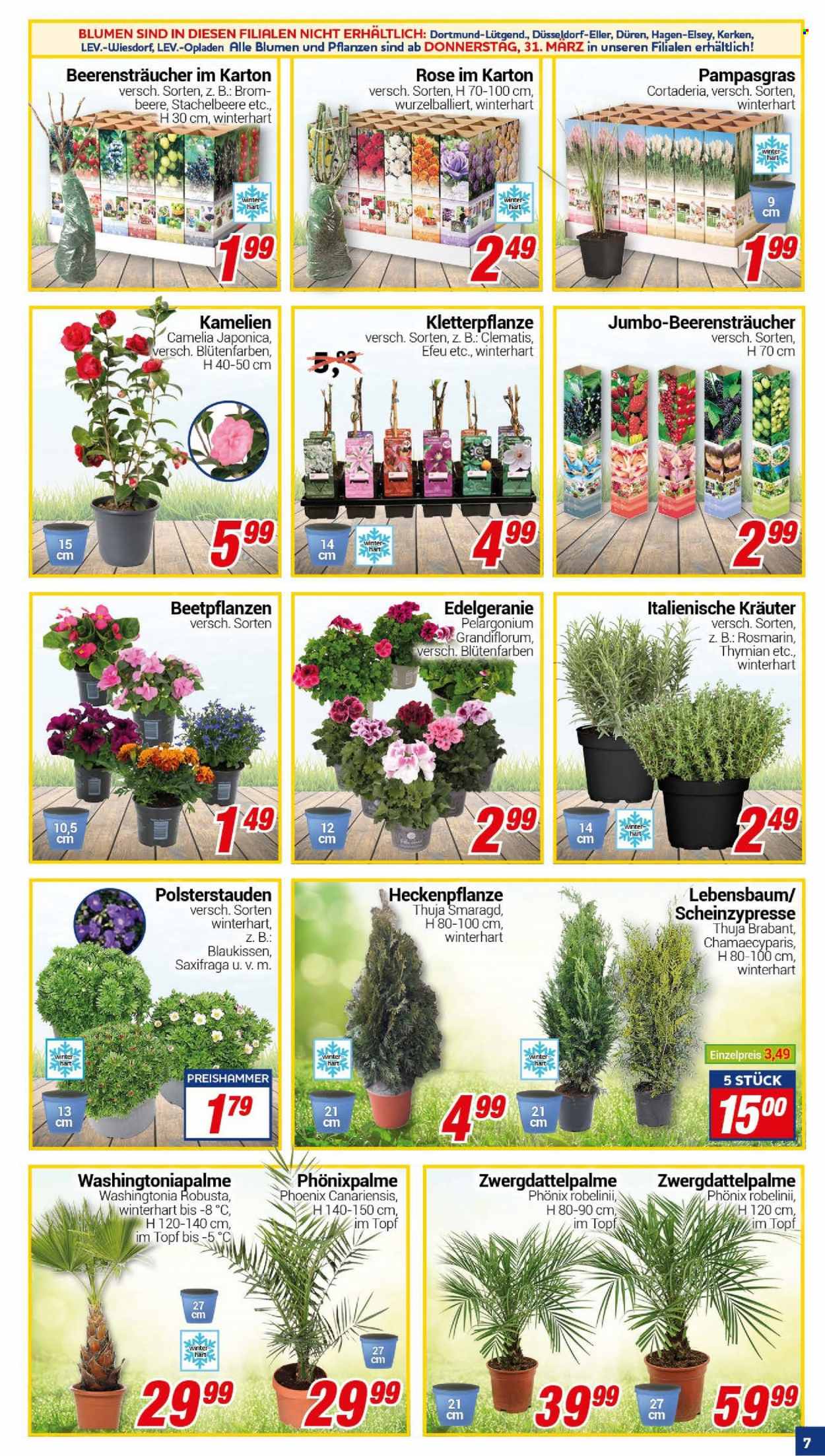 CENTERSHOP Prospekte  - 28.03.2022 - 2.04.2022. Seite 7