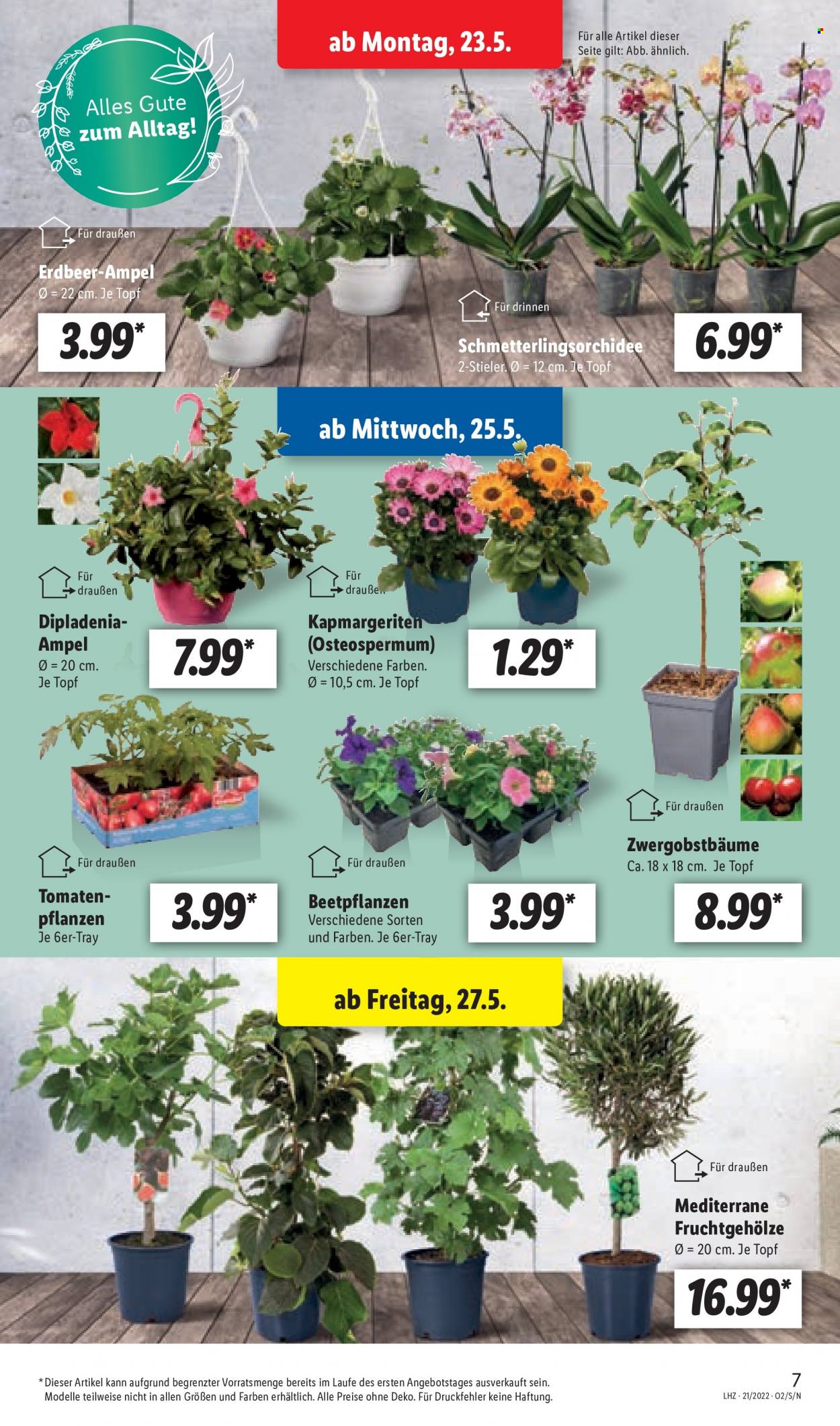 Lidl Prospekte  - 23.05.2022 - 28.05.2022. Seite 7