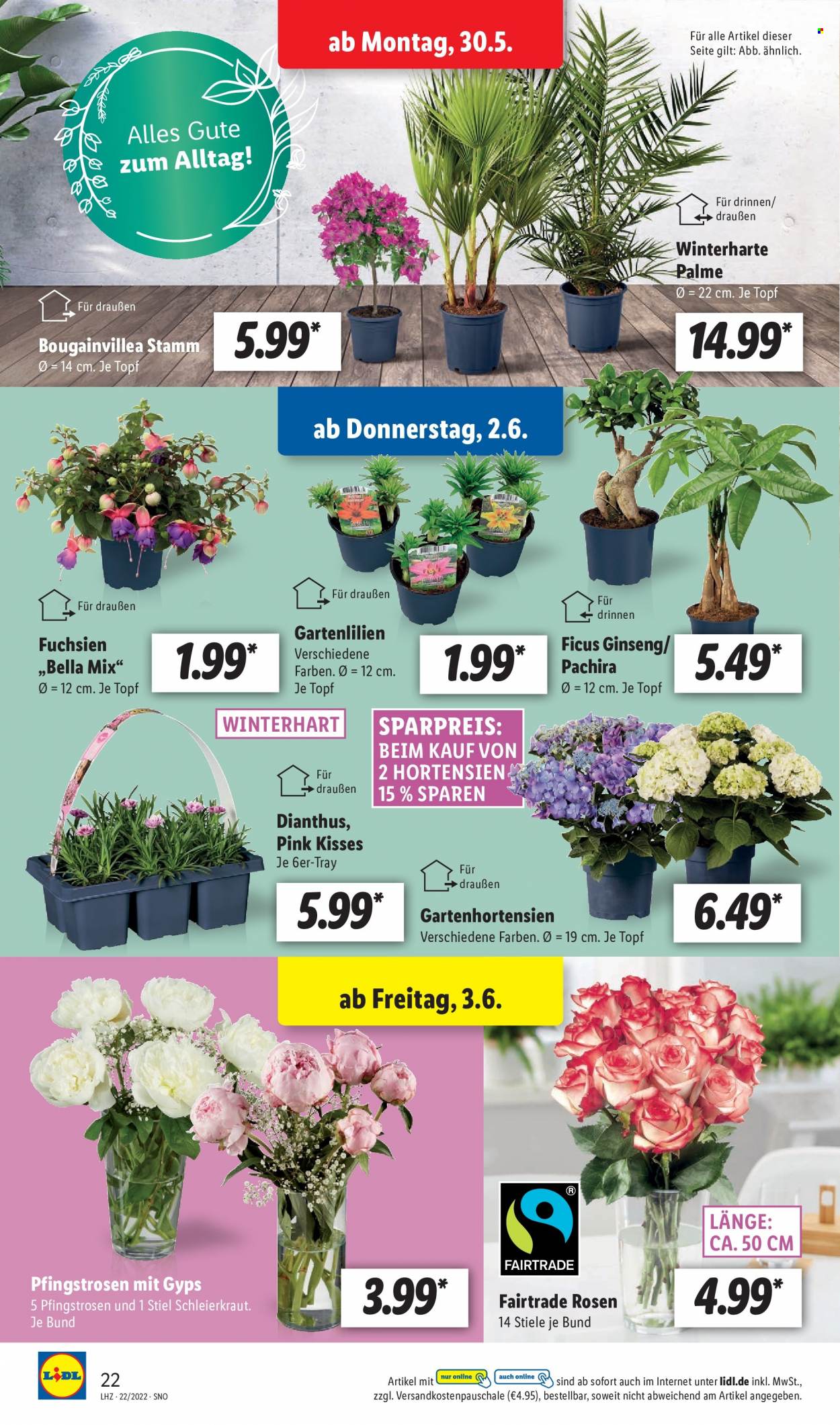 Lidl Prospekte  - 30.05.2022 - 4.06.2022. Seite 22