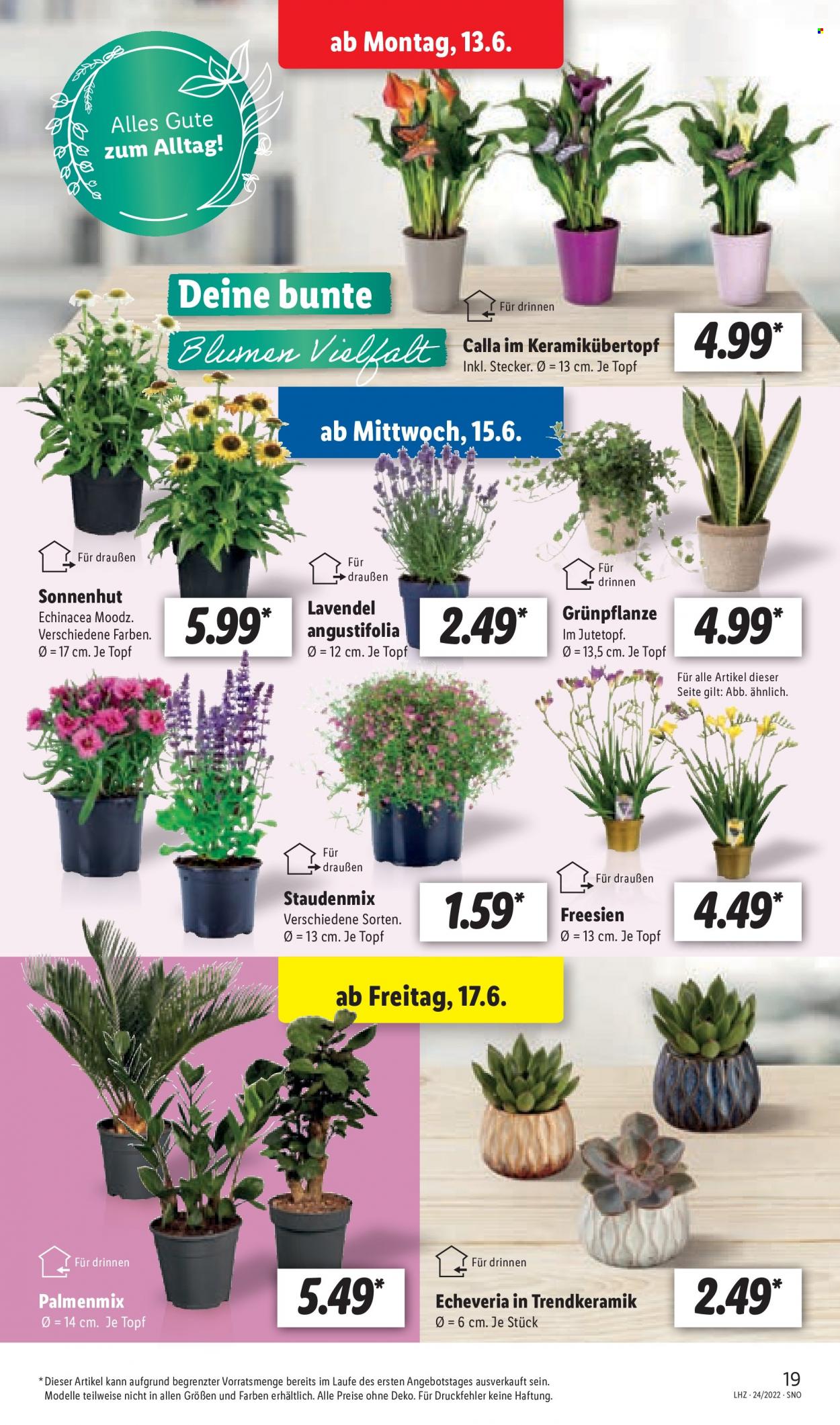 Lidl Prospekte  - 13.06.2022 - 18.06.2022. Seite 19