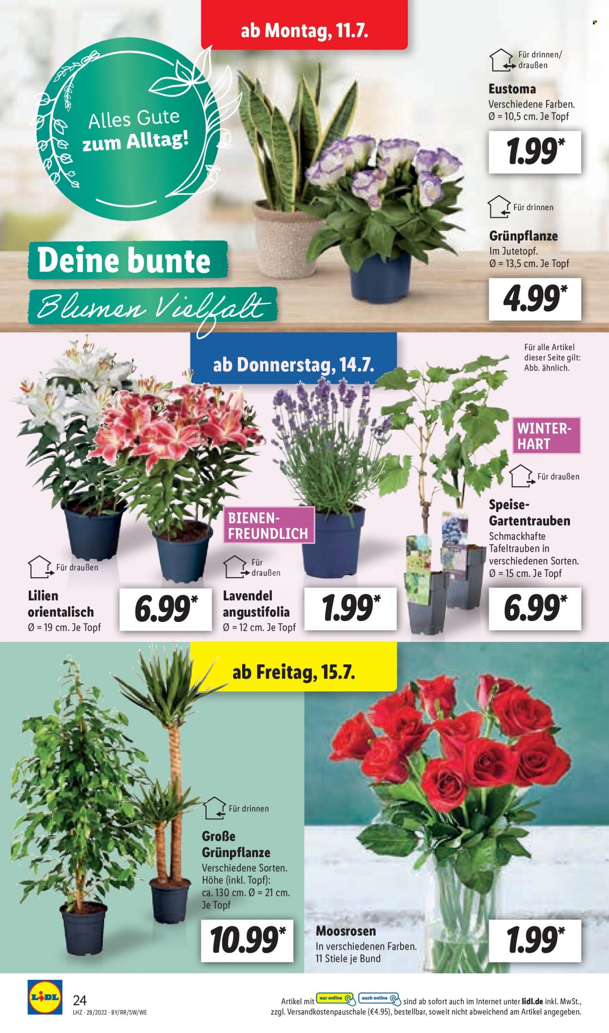 Lidl Prospekte  - 11.07.2022 - 16.07.2022. Seite 24