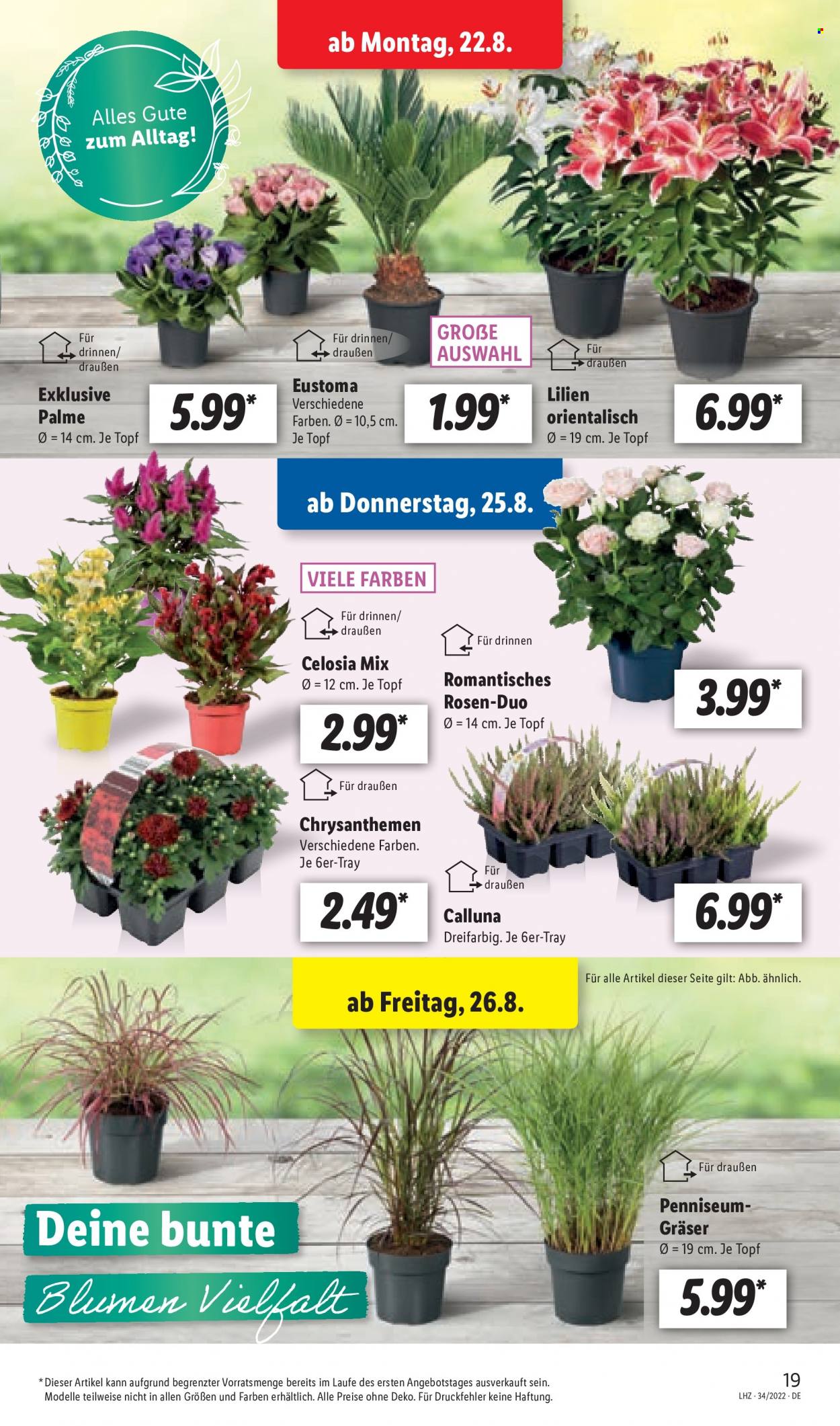 Lidl Prospekte  - 22.08.2022 - 27.08.2022. Seite 19