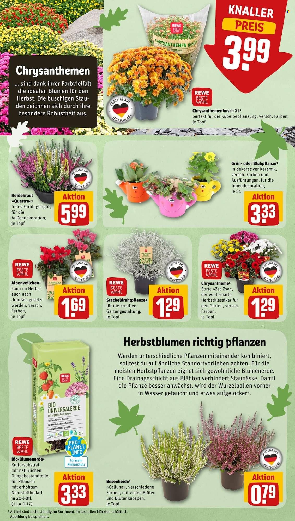 REWE Prospekte  - 26.09.2022 - 1.10.2022. Seite 7
