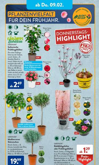 thumbnail - GARDENLINE® Edelblühgehölze oder Frühlingsblüher Versch. Sorten, z. B. Magnolien im ca. 19­cm­Kulturtopf, Höhe ca.: 60–70 cm mit mind. 3 Trieben, Rispenhortensien im ca. 19­cm­ Kulturtopf, Höhe ca.: 40–60 cm, oder Blumenzwiebeln im ca. 12­cm­Kulturtopf, je Stück