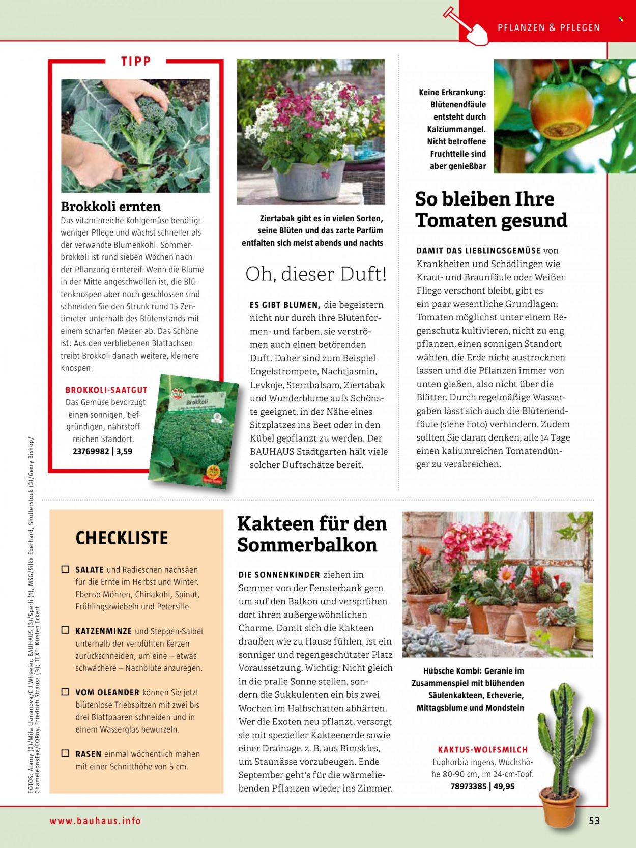thumbnail - Prospekte Bauhaus - Produkte in Aktion - Kerze, Tomaten, Sukkulente, Kaktee, Blumenstrauß. Seite 53.