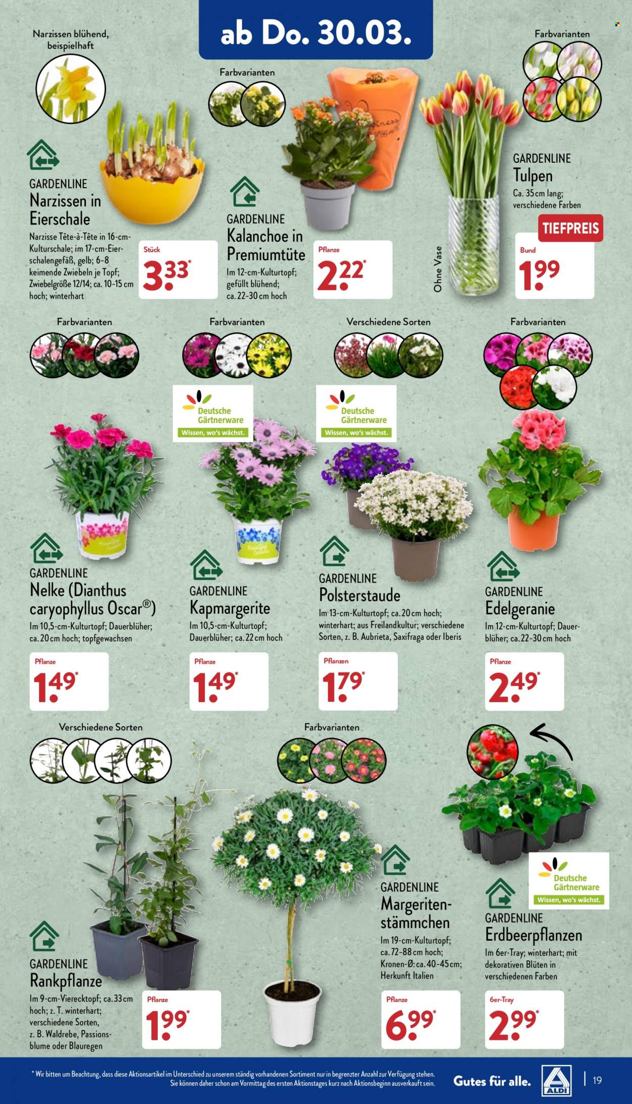 ALDI Nord Prospekte  - 27.03.2023 - 1.04.2023. Seite 19