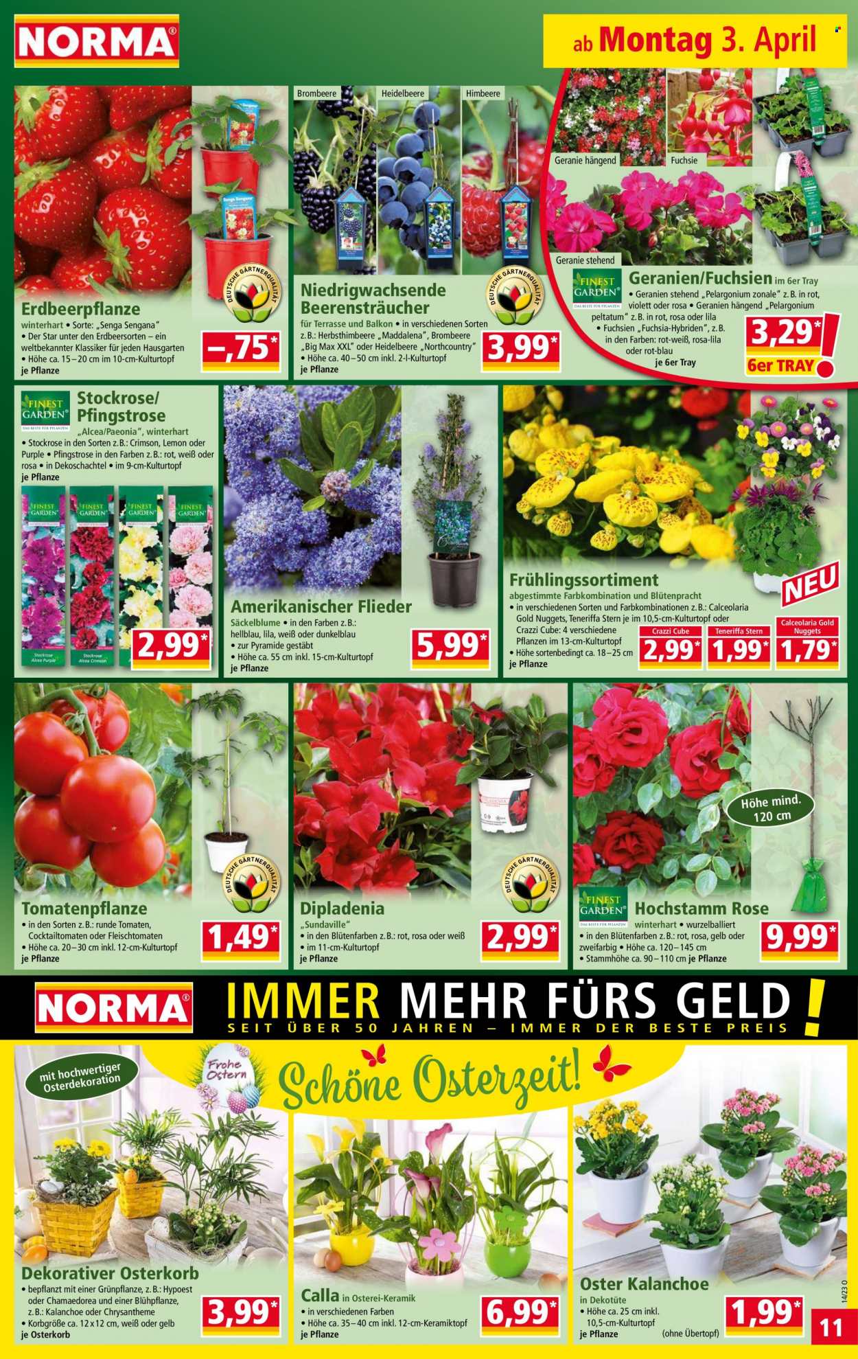 Norma Prospekte  - 3.04.2023 - 5.04.2023. Seite 11