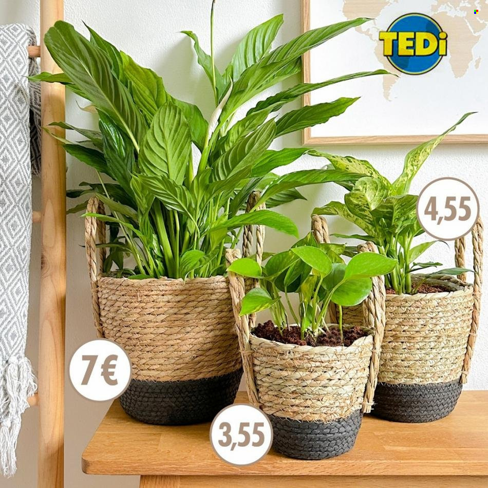 TEDi Prospekte  - 12.05.2023 - 25.05.2023. Seite 1